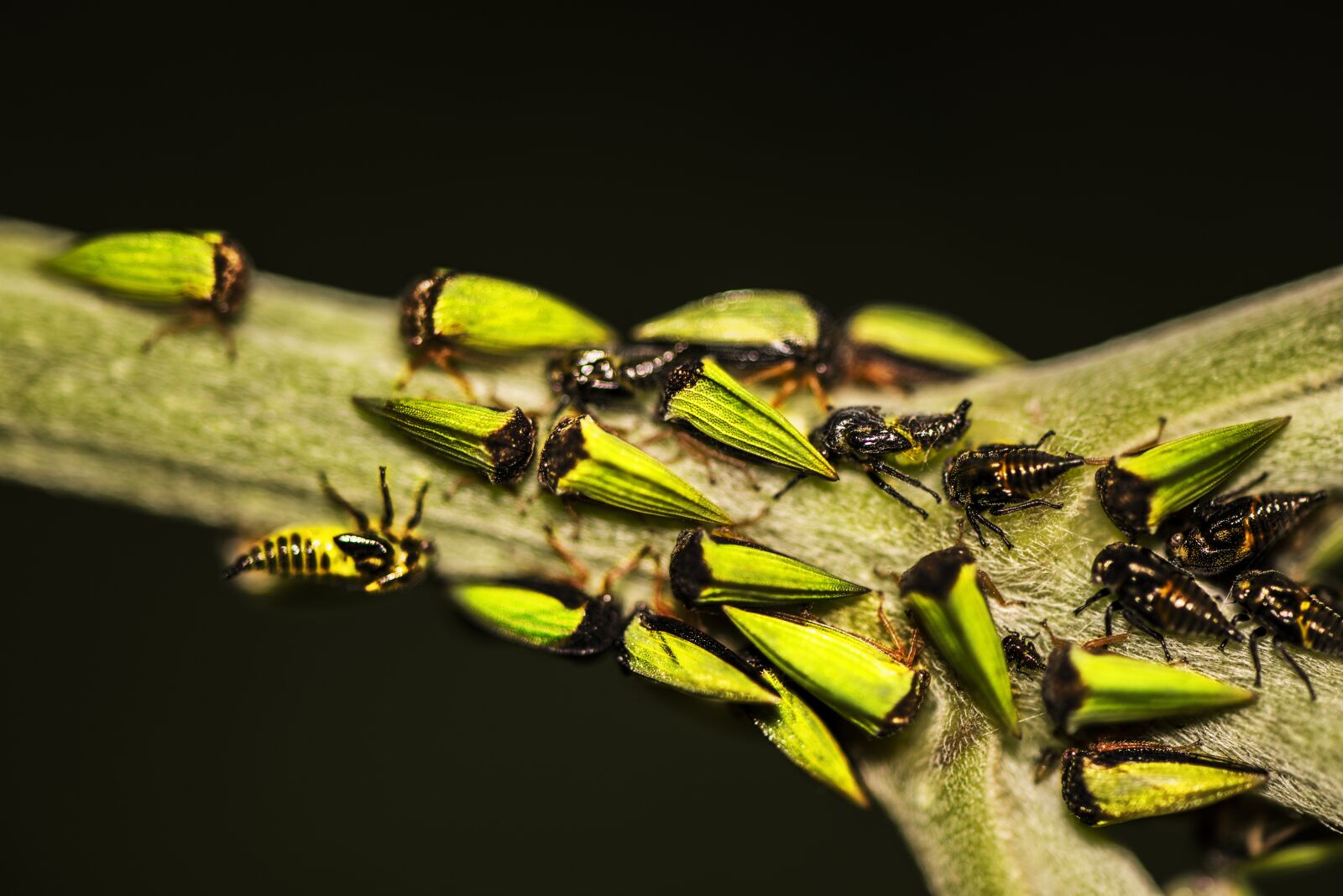 Nikon D600 sample photo. Bugs, macro, insect photography