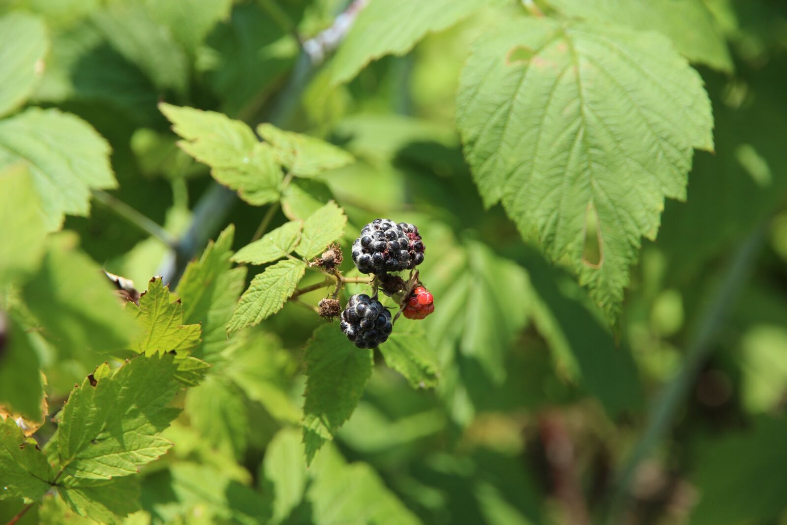 Canon EOS 650D (EOS Rebel T4i / EOS Kiss X6i) sample photo. Raspberry, black raspberry, plant photography
