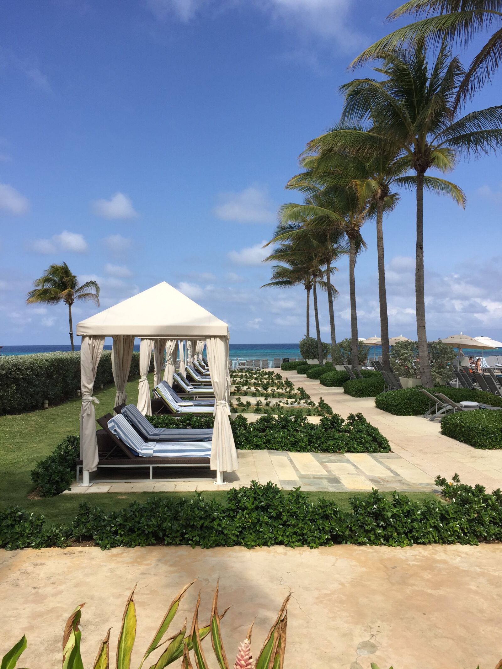 Apple iPhone 6 sample photo. Palm trees, vacation, jamaica photography