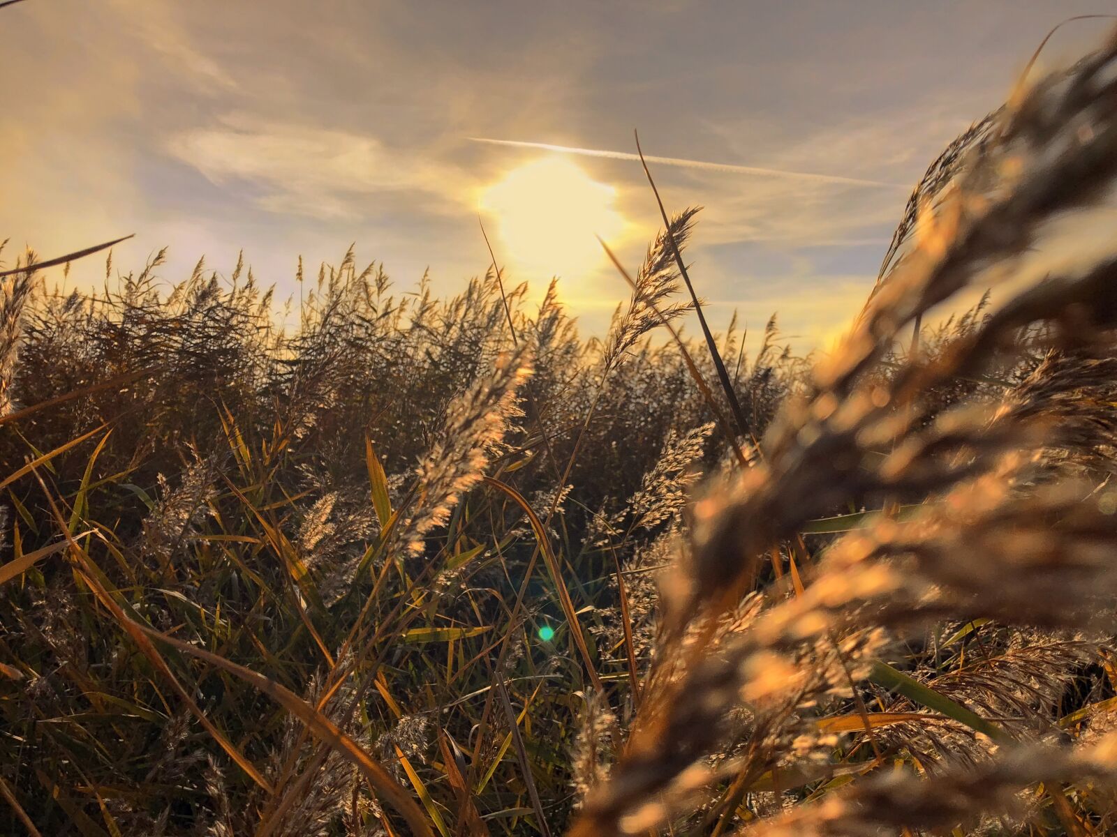 Apple iPhone 8 Plus sample photo. Sunset, wheatfield, field photography