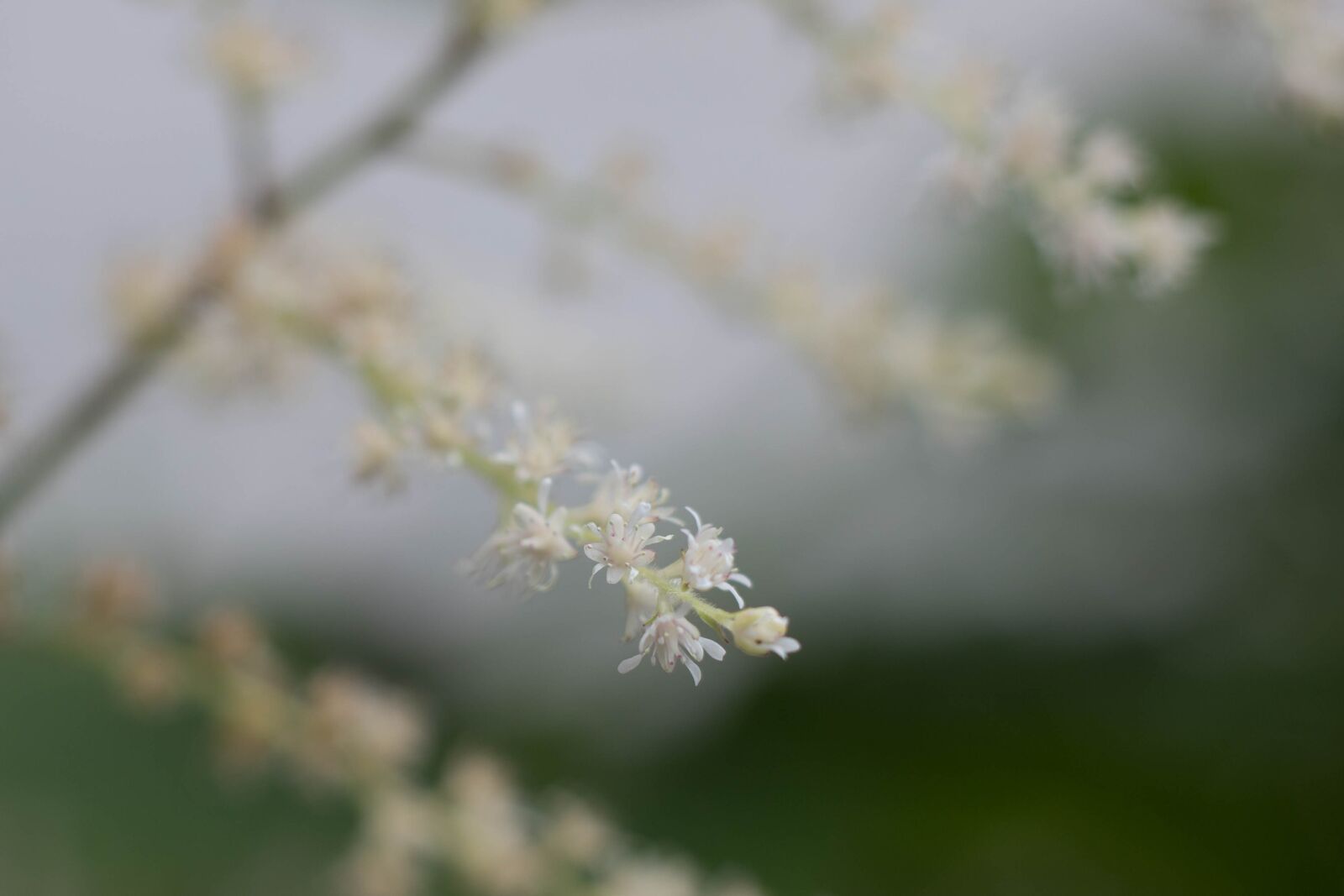 Canon EOS 6D Mark II sample photo. Astilbe, garden, white photography