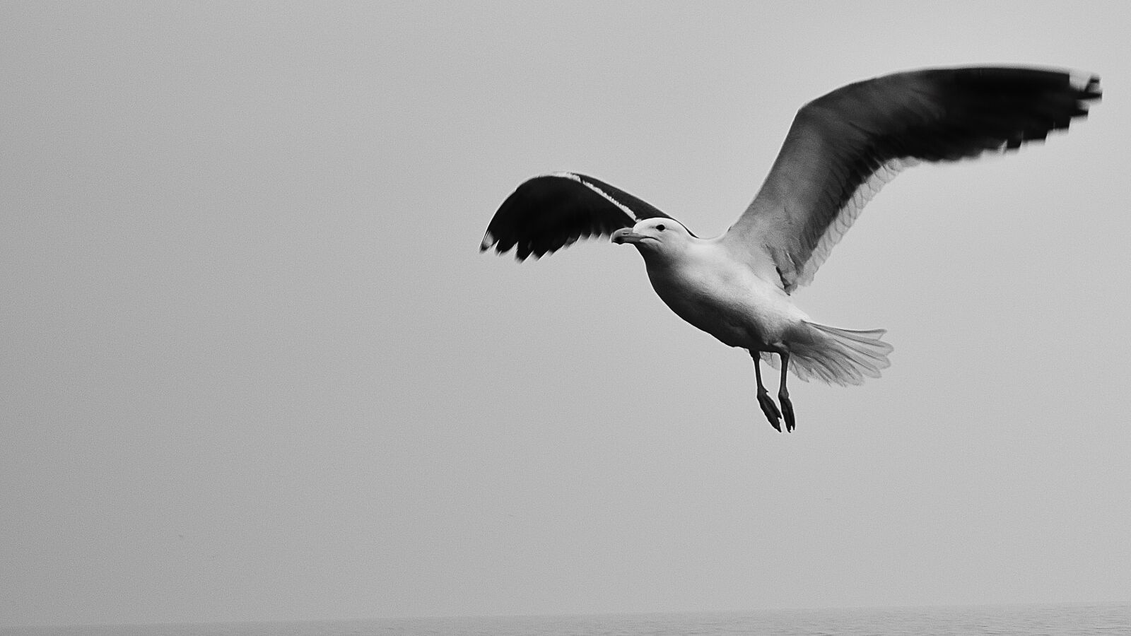 Nikon D5300 sample photo. Seagull, sky, black and photography