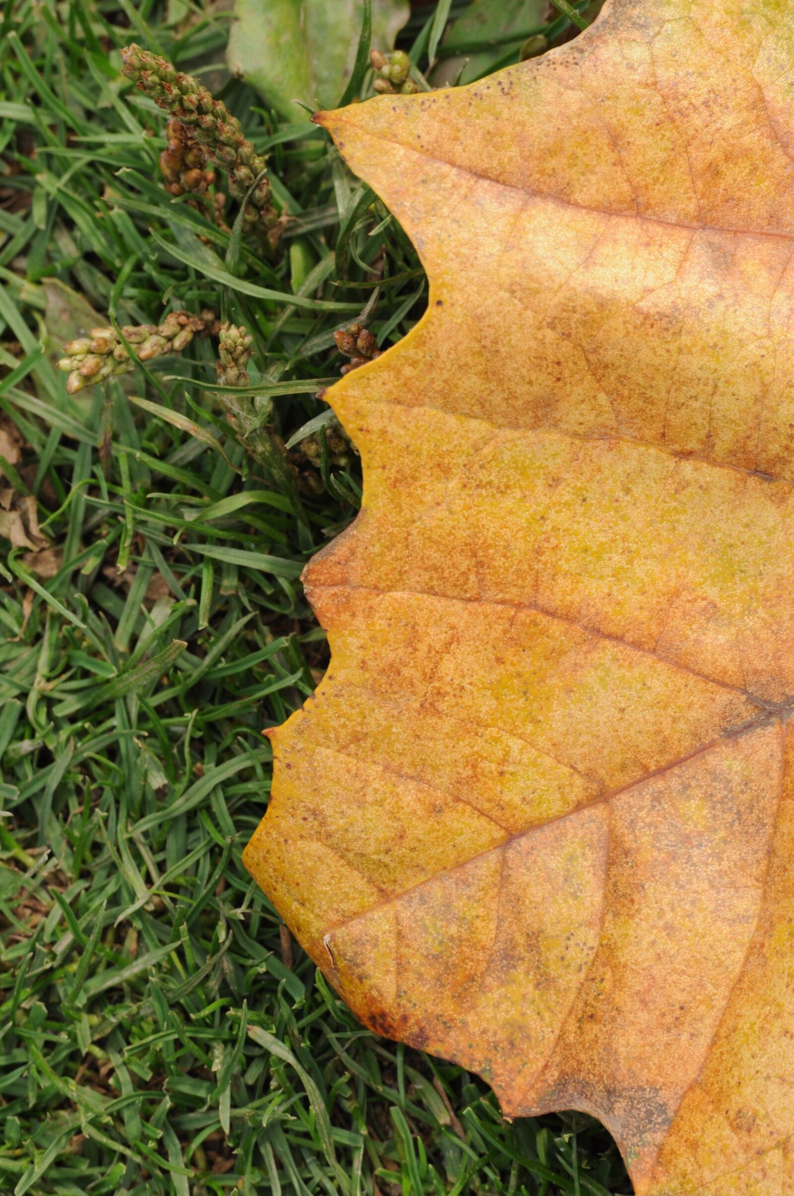 Nikon D90 sample photo. Leaf, leaves, tree photography