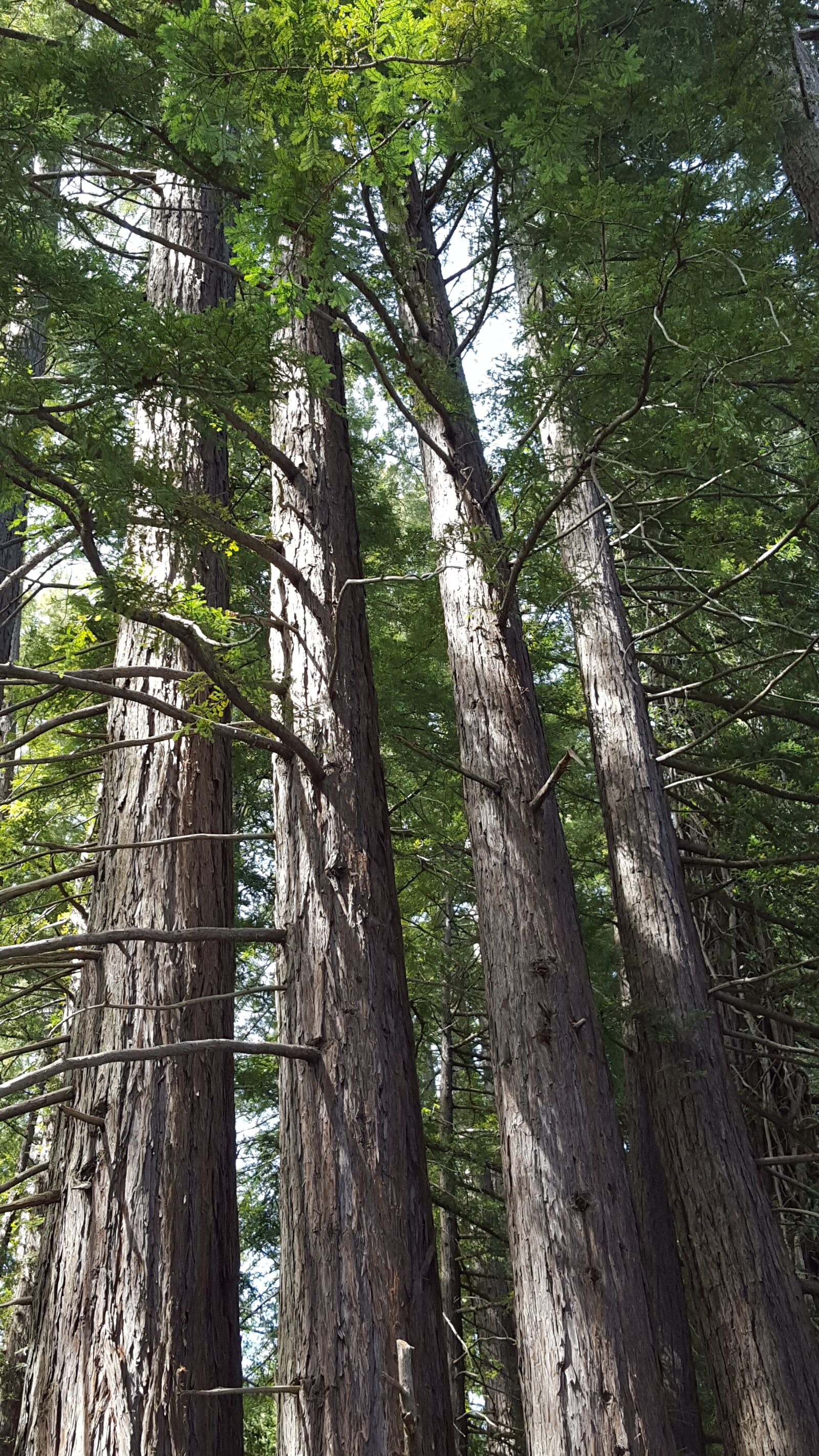 Samsung Galaxy S6 sample photo. Redwoods, trees, nature photography