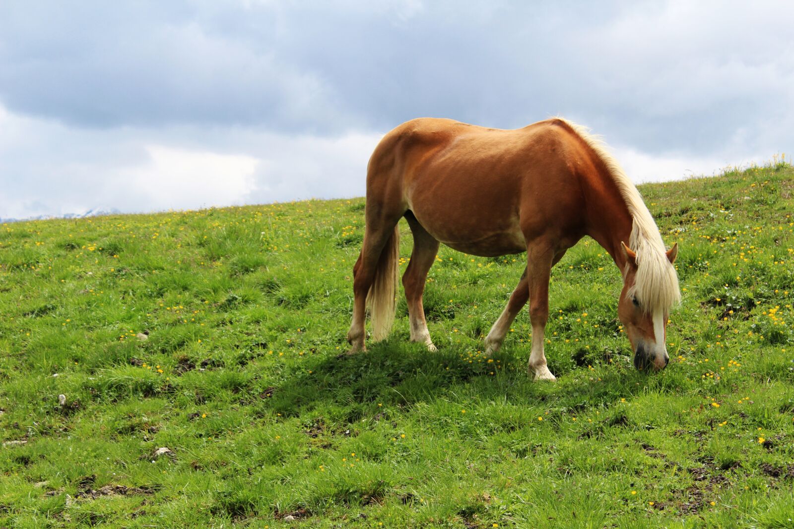 Canon EOS 1200D (EOS Rebel T5 / EOS Kiss X70 / EOS Hi) sample photo. Horse, animal, pasture photography