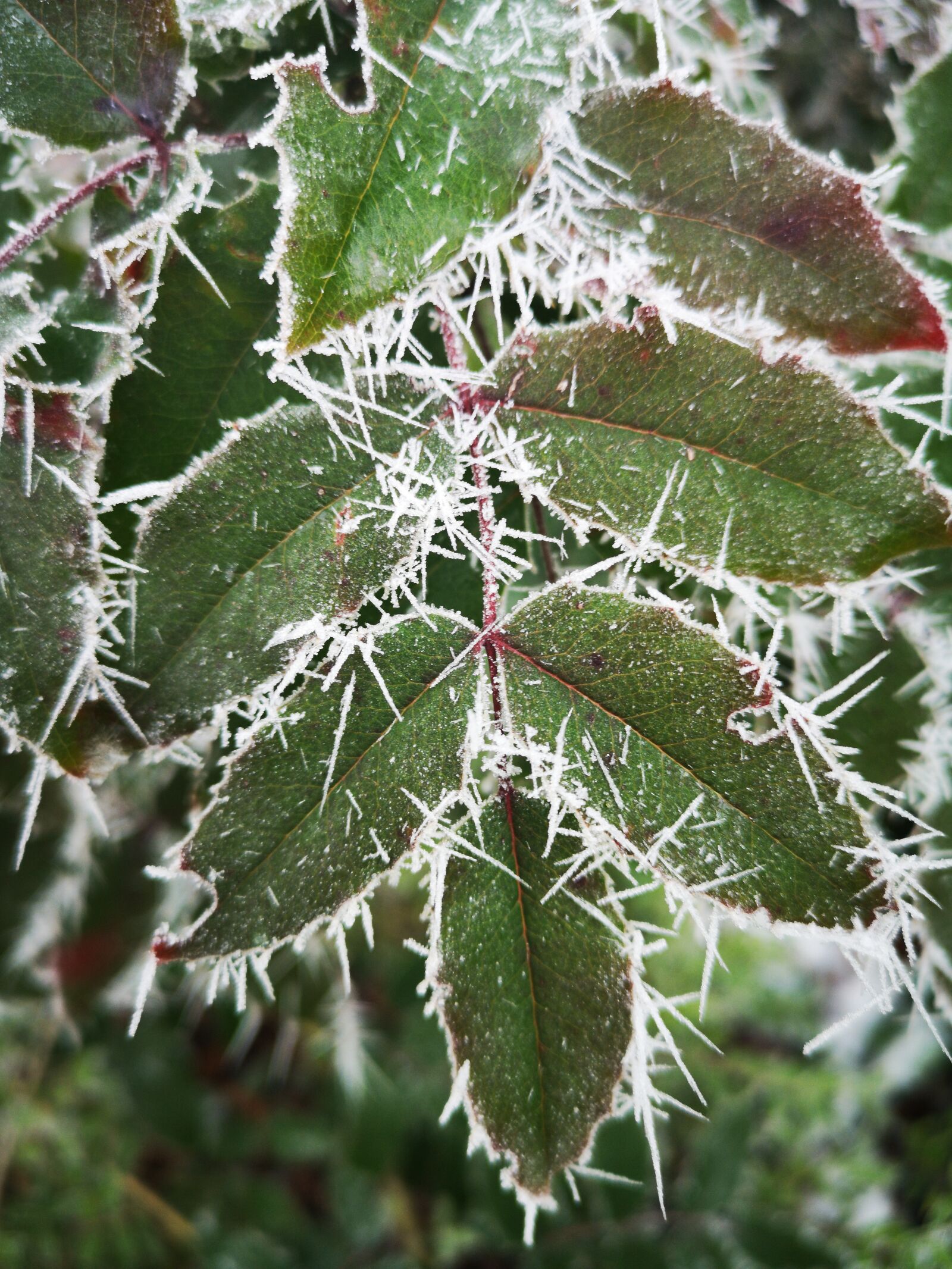 HUAWEI CLT-L09 sample photo. Winter, christmas, frost photography