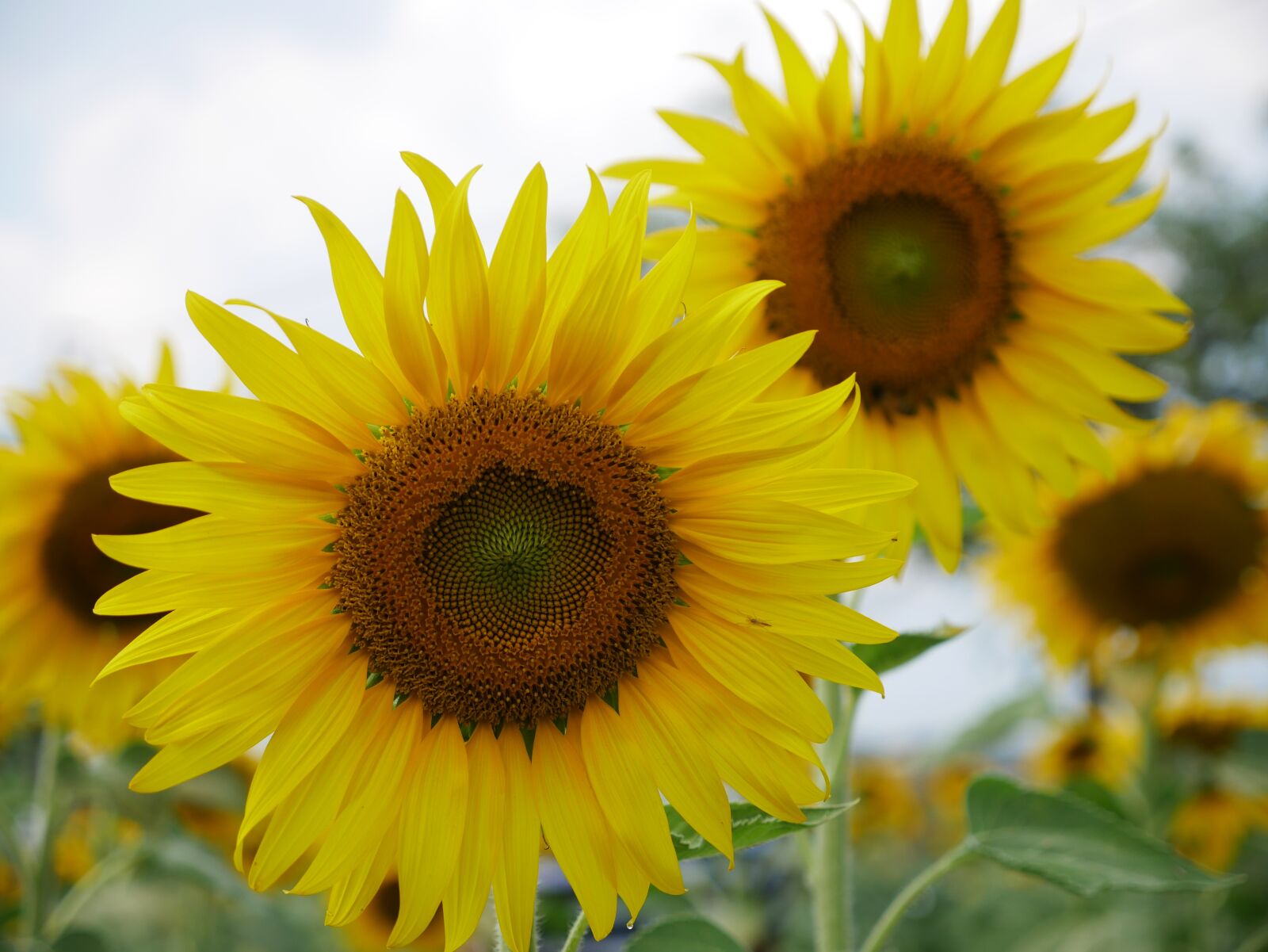 Panasonic Lumix DMC-G85 (Lumix DMC-G80) sample photo. Sunflower, flowers, yellow flowers photography