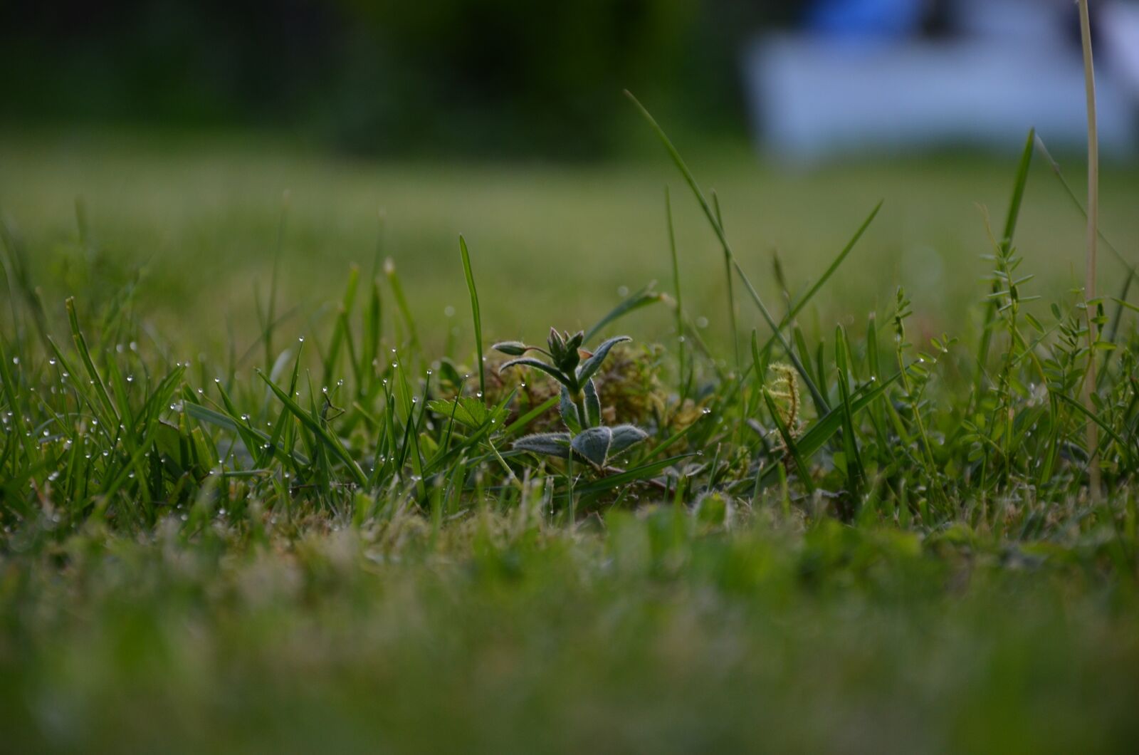 Nikon D5100 sample photo. Meadow, rung, dew photography