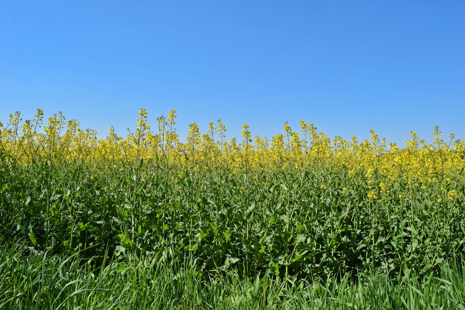 Nikon D3300 sample photo. Field, oilseed rape, yellow photography