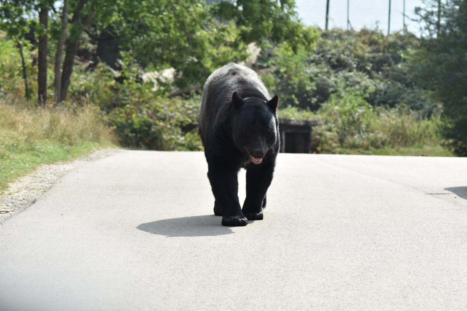 Nikon D3400 sample photo. Bear, beautiful, big photography