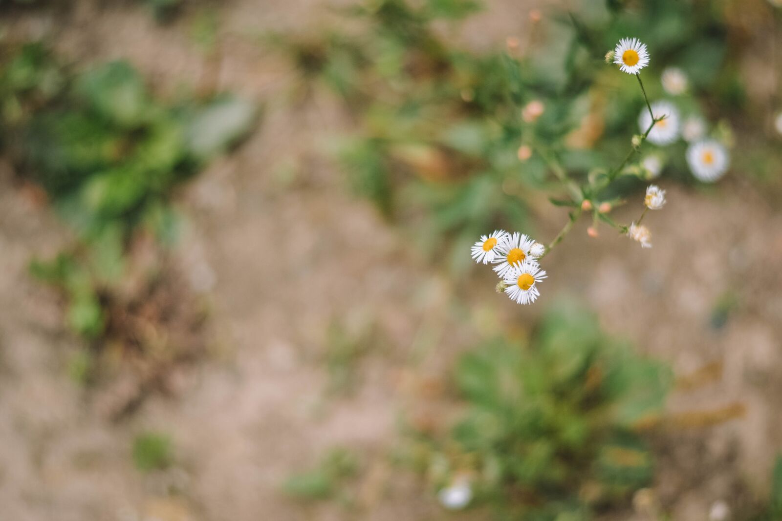 Nikon D3100 sample photo. Daisy, bokeh, nature photography