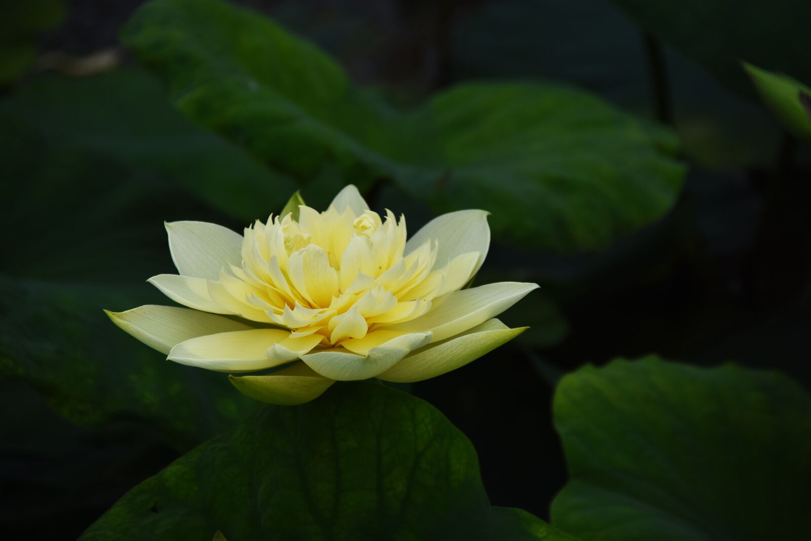 Nikon D7200 sample photo. Golden lotus, dress, outdoor photography