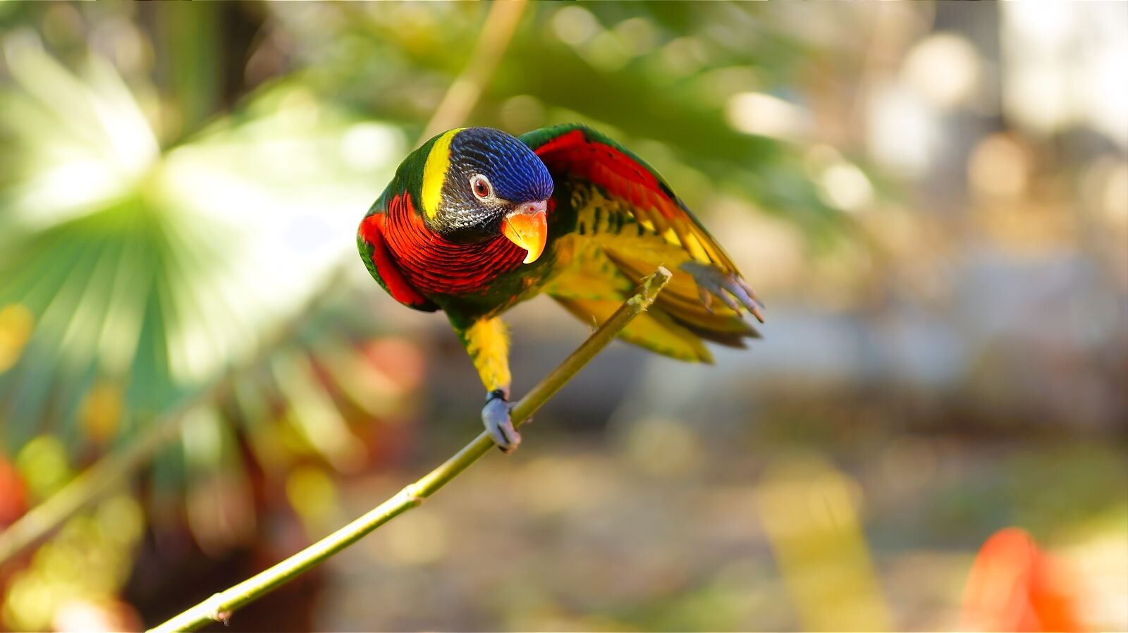 Sony SLT-A77 sample photo. Parrot, bird, feather photography