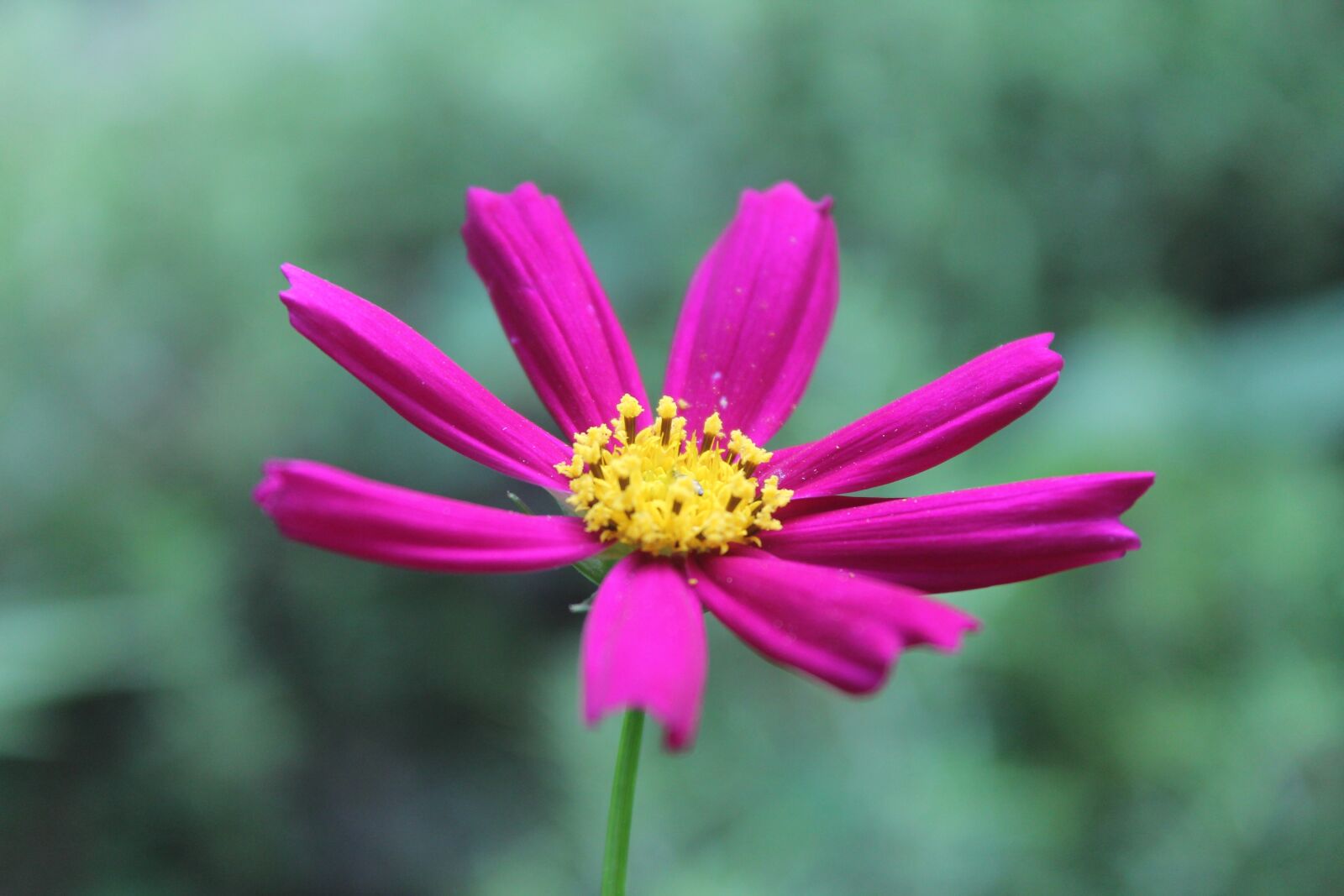 Canon EOS 1100D (EOS Rebel T3 / EOS Kiss X50) sample photo. Purple, flower, nature photography