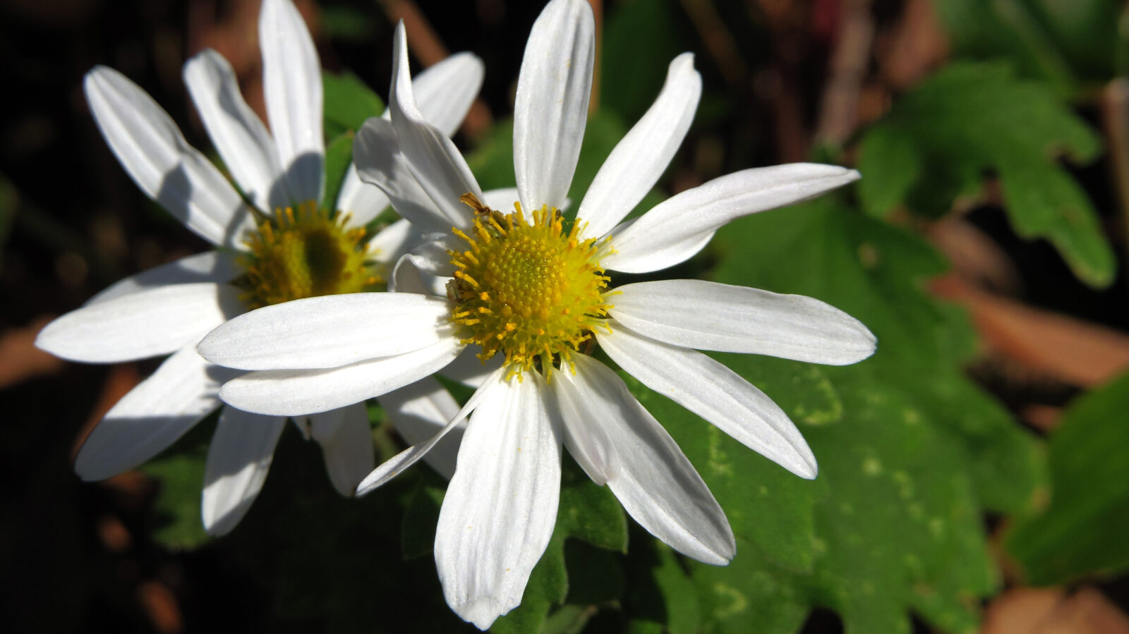 Pentax 02 Standard Zoom sample photo. Flower photography