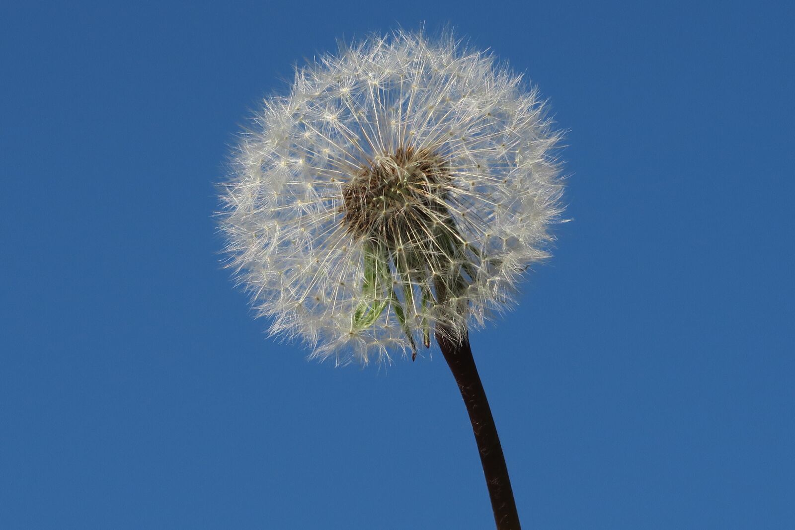 Canon PowerShot G7 X sample photo. Dandelion, flower, egret dandelion photography