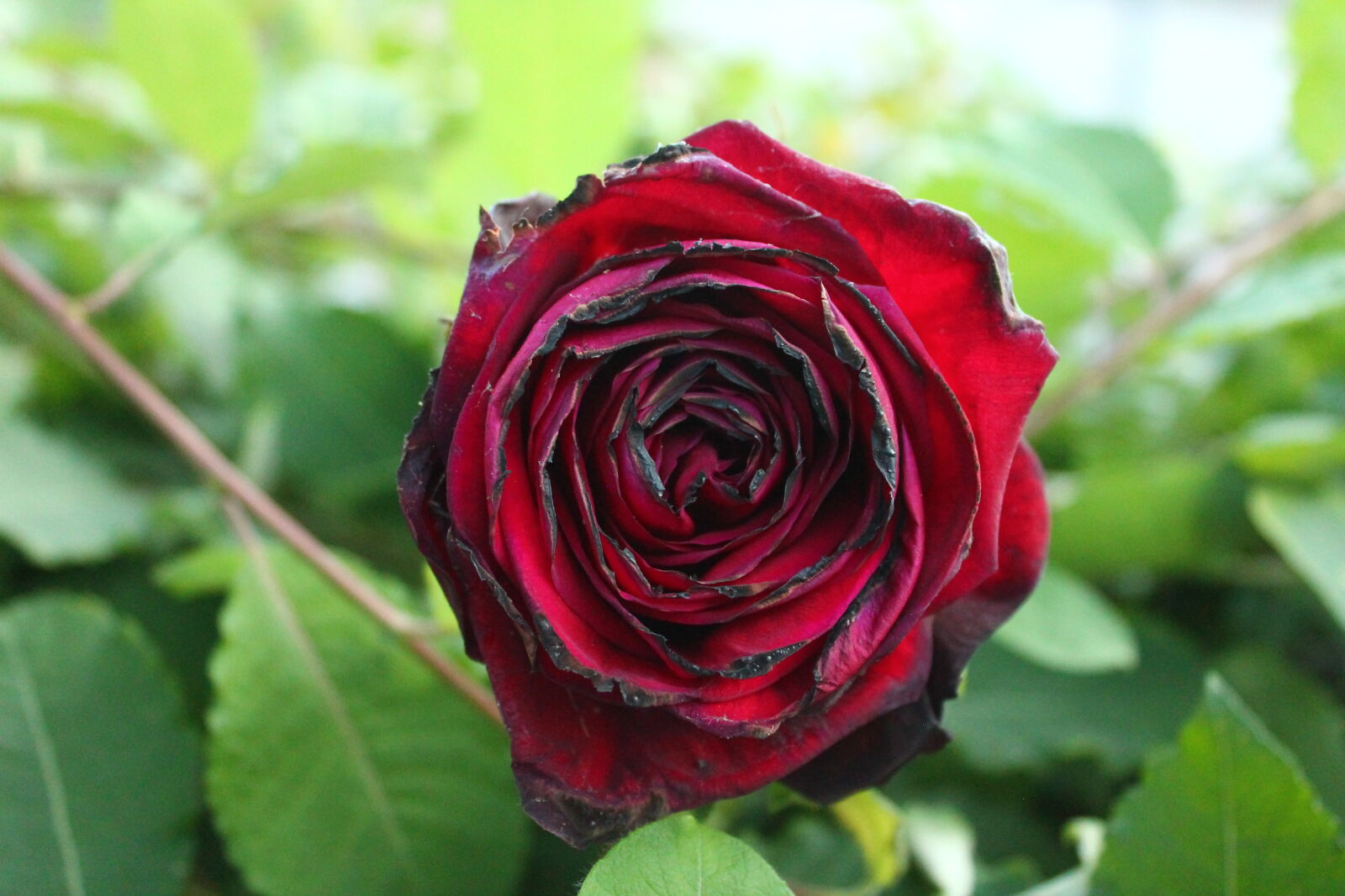 Canon EOS 1100D (EOS Rebel T3 / EOS Kiss X50) sample photo. Flower photography