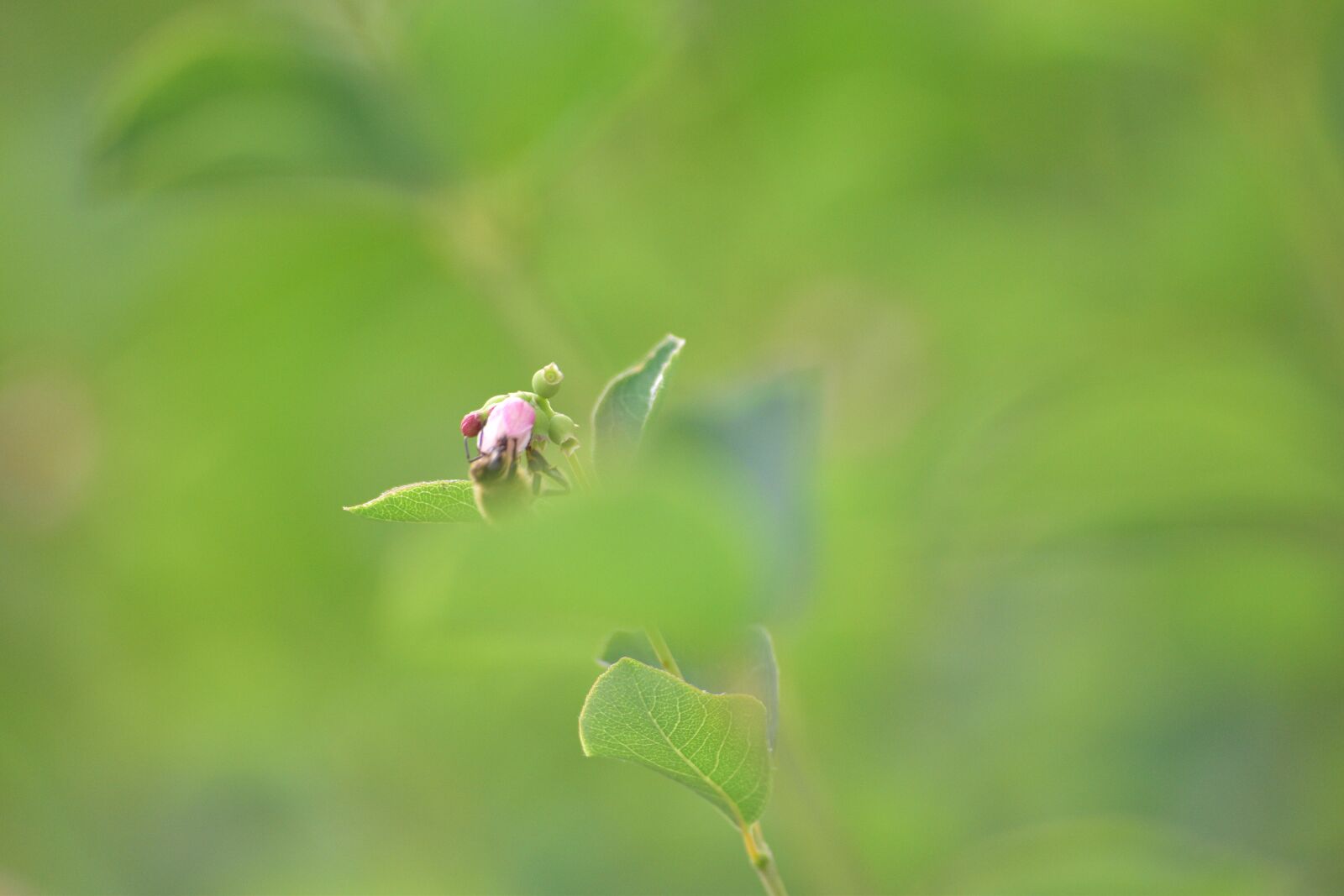 Nikon D3500 sample photo. Bees, nature, flowers photography
