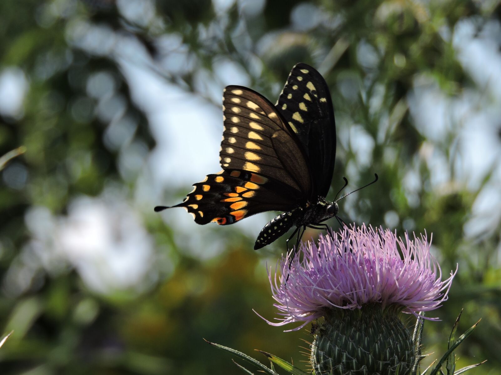 Nikon Coolpix P600 sample photo. Butterfly, tiger swallowtail, thistle photography