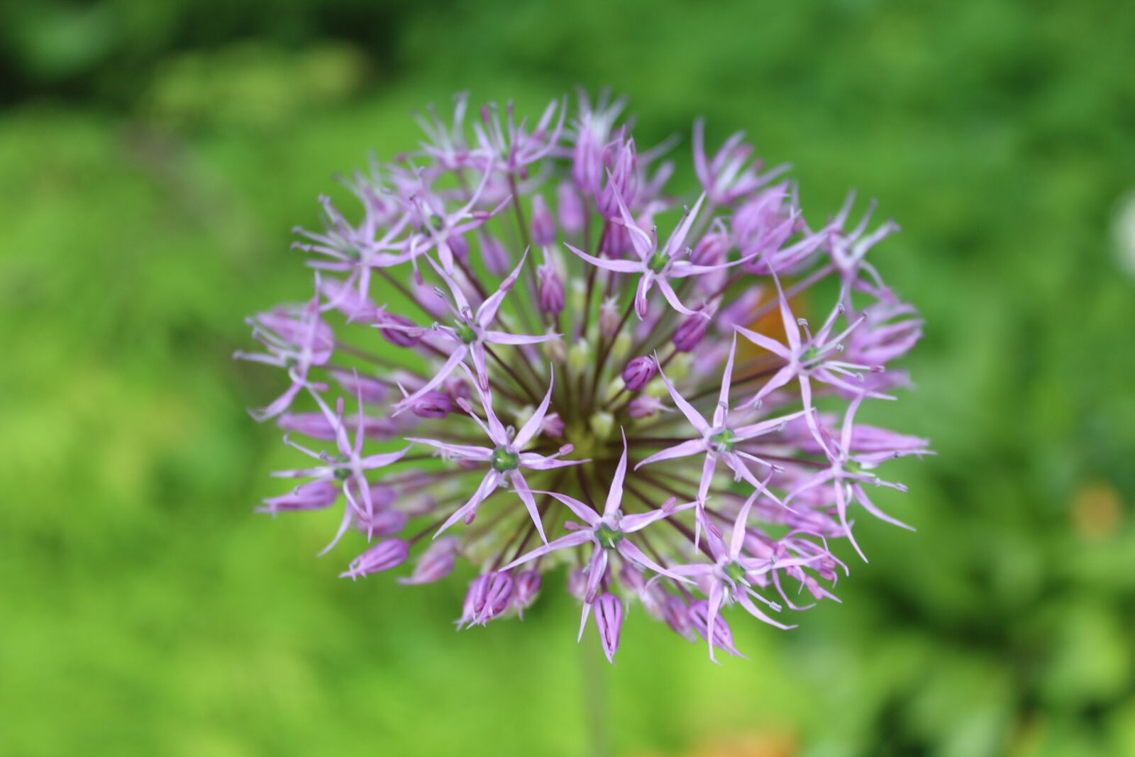 Canon EOS 1300D (EOS Rebel T6 / EOS Kiss X80) sample photo. Flower, blossom, purple photography