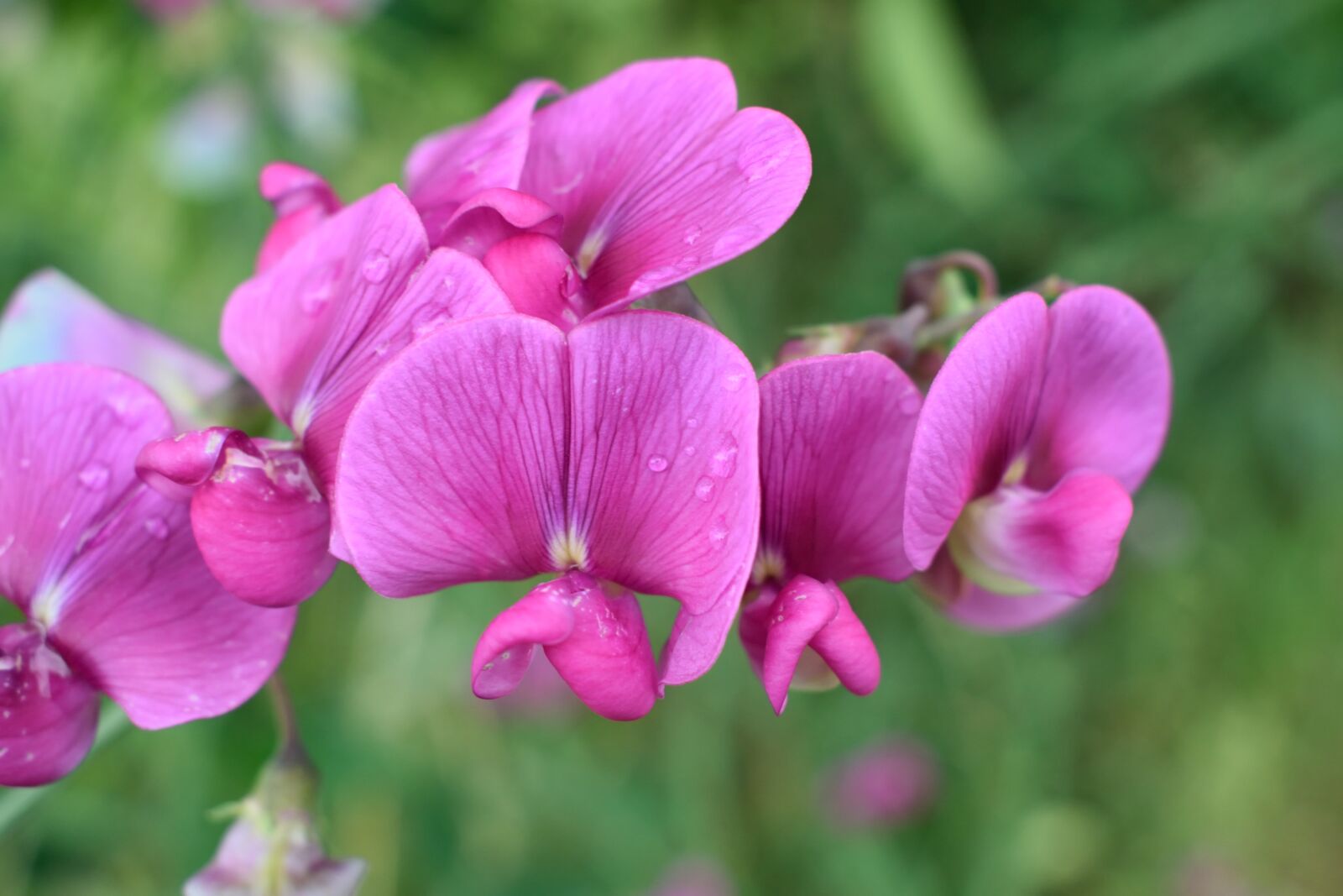 Nikon D3300 sample photo. Nature, flower, plant photography