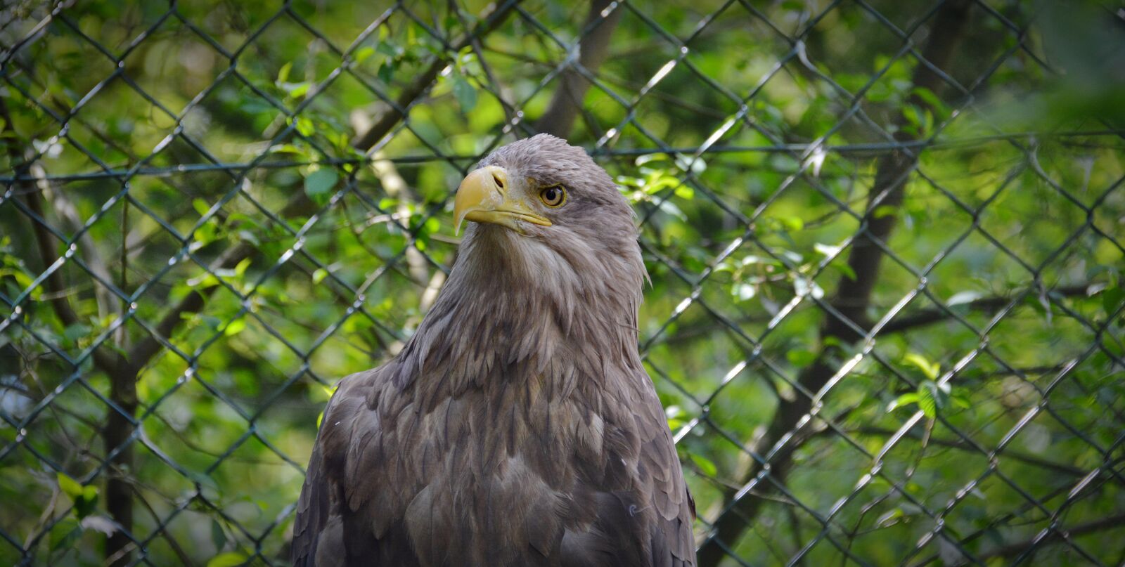 Nikon D5200 sample photo. Adler, bird, raptor photography