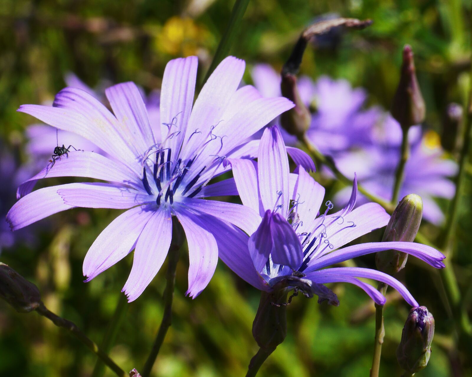 Panasonic Lumix DMC-GH3 sample photo. Mountain flowers, blue cos photography