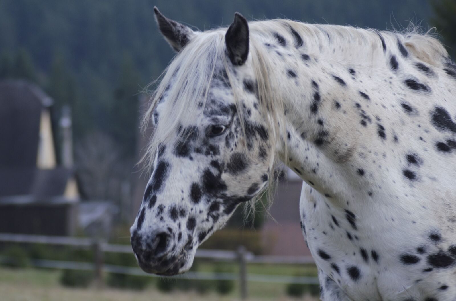 Nikon D7000 sample photo. Horse, outdoors, nature photography