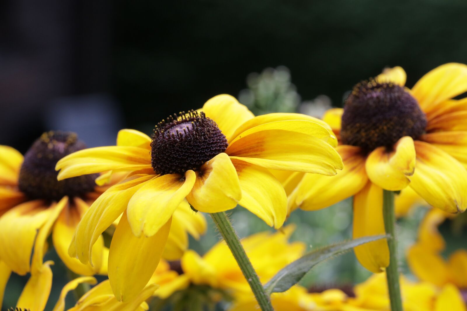Canon EOS 750D (EOS Rebel T6i / EOS Kiss X8i) sample photo. Summer, garden, shrub photography