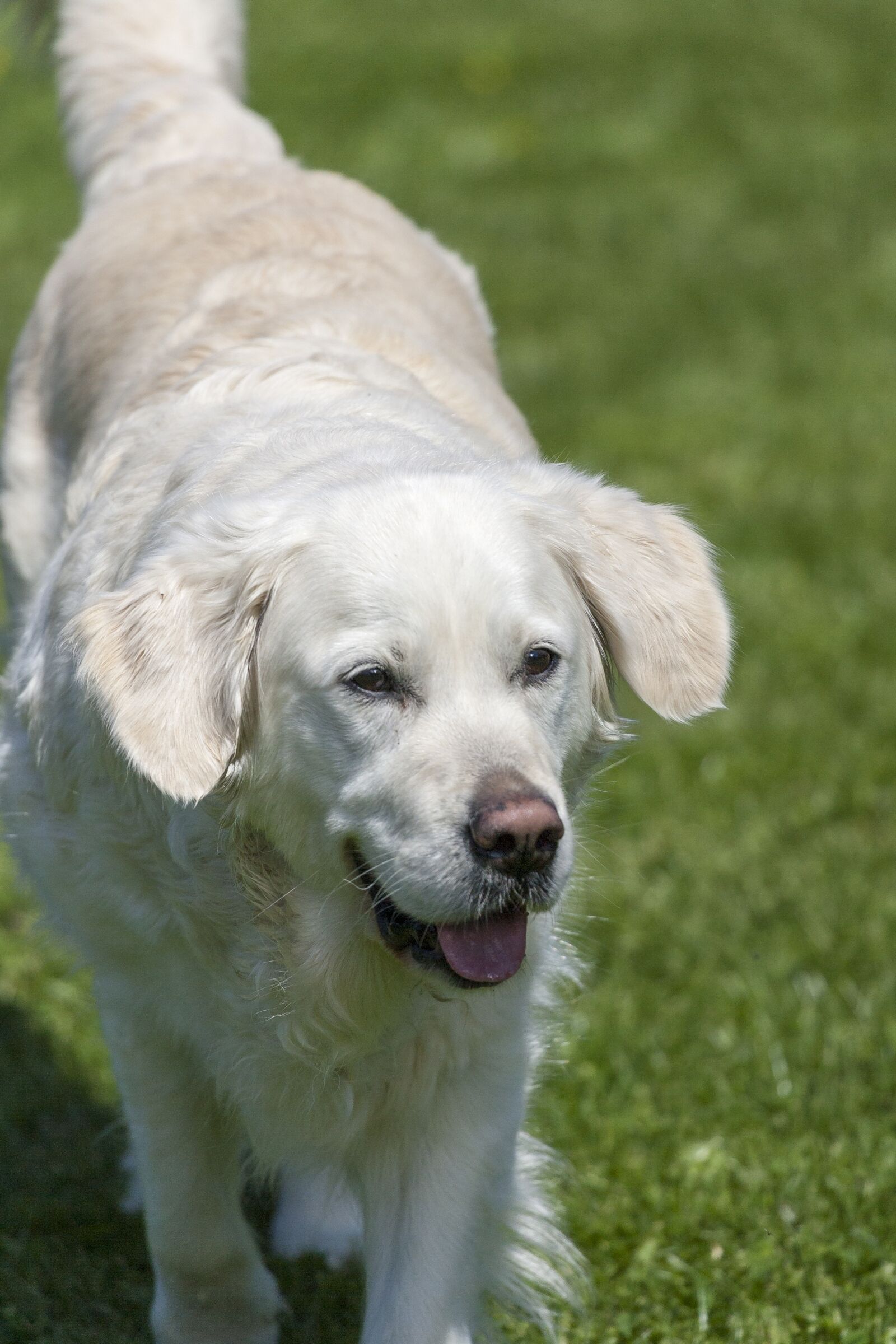 Canon EOS-1D Mark II sample photo. Dog, pet, animal photography