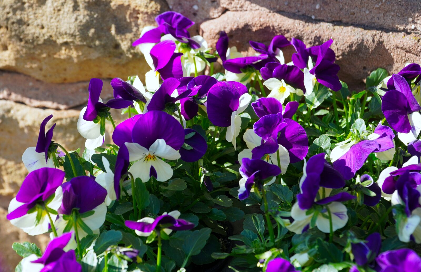 Sony E PZ 18-105mm F4 G OSS sample photo. Viola, flowers, 400–500 photography