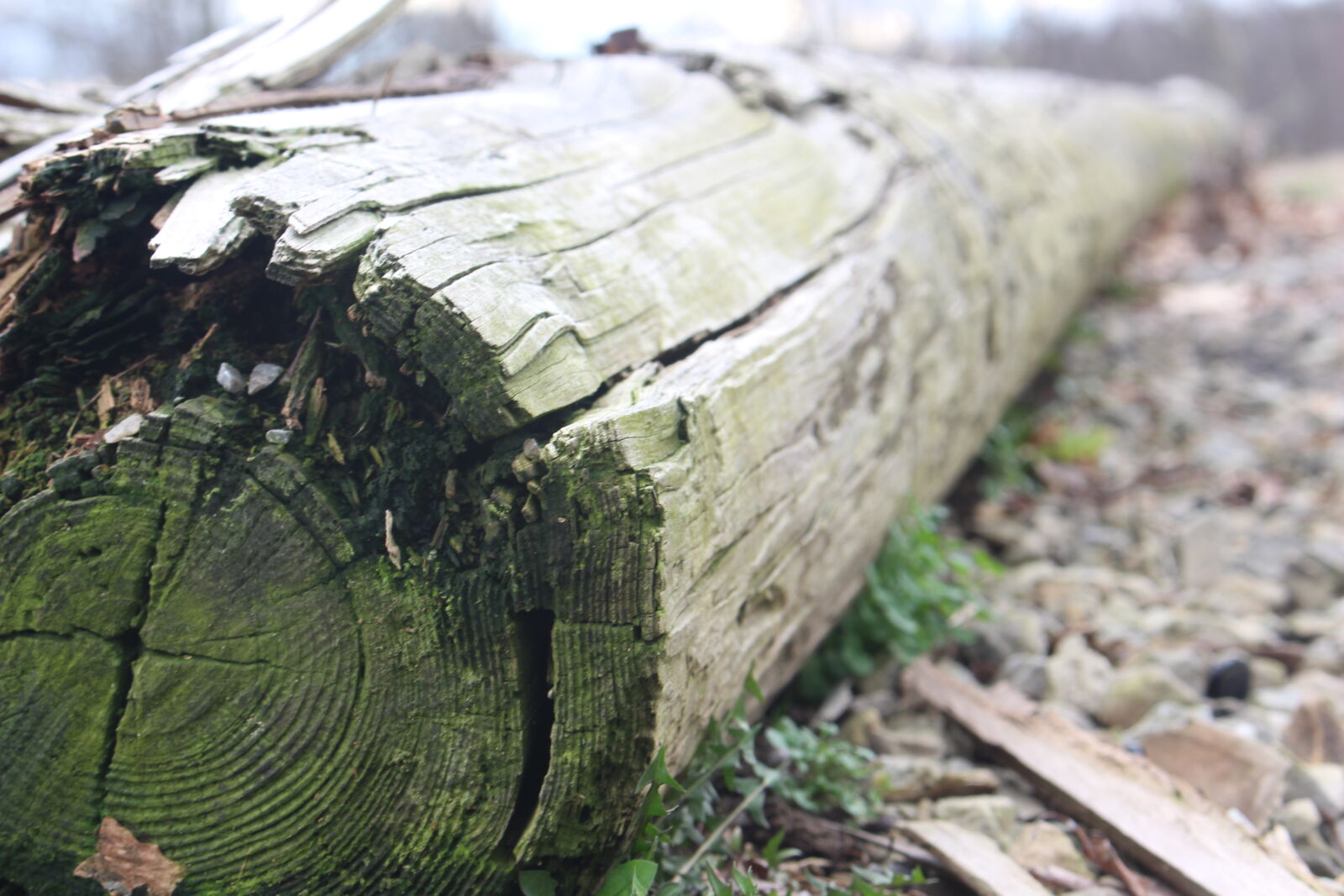 Canon EOS 700D (EOS Rebel T5i / EOS Kiss X7i) sample photo. Aging, grass, log, moss photography