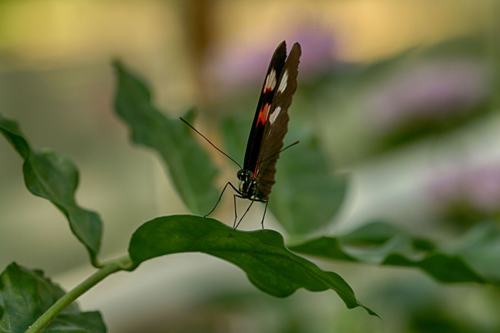 Canon EOS 7D Mark II sample photo. Butterfly, tropical, insect photography