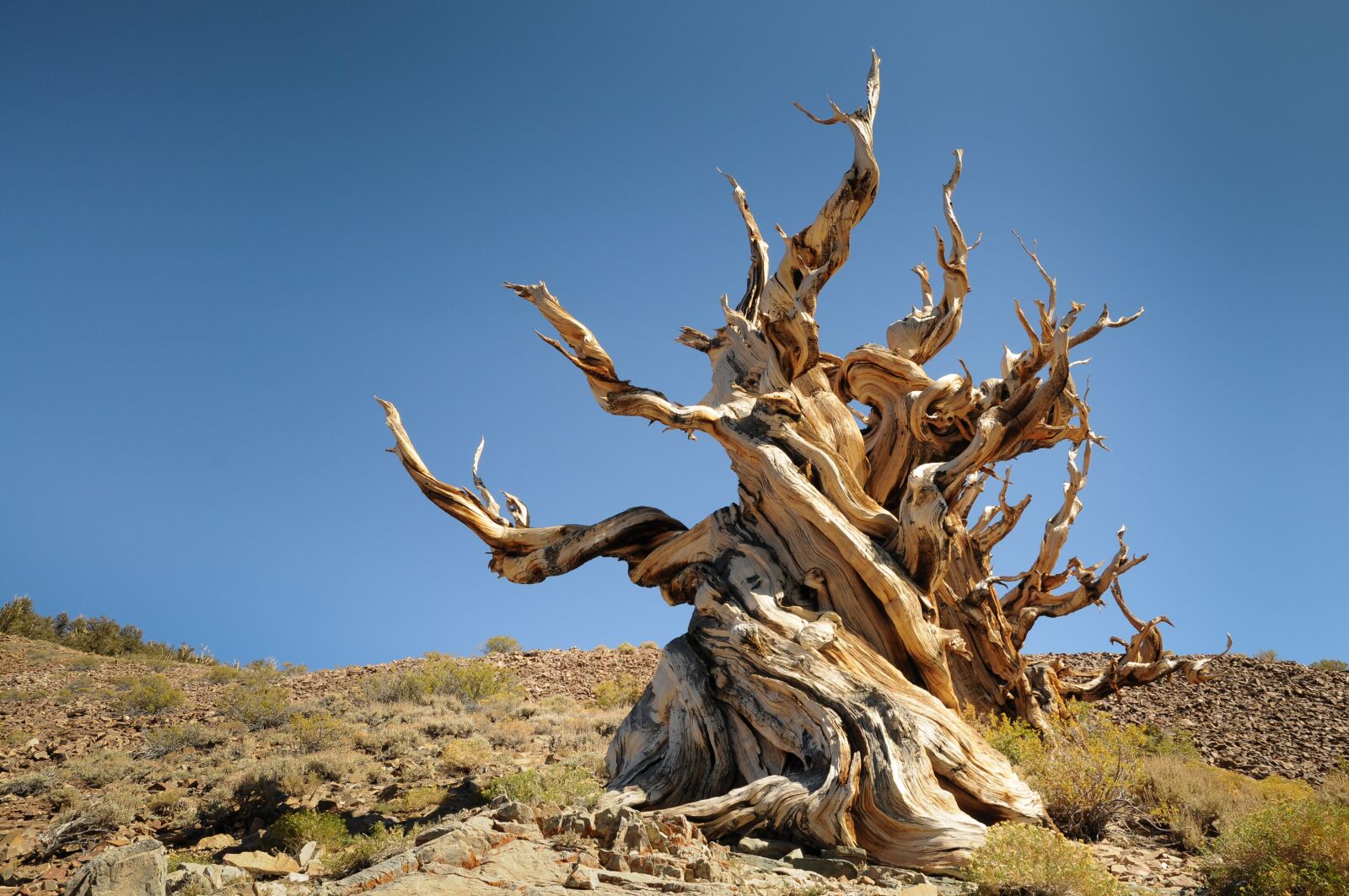 Nikon D300 sample photo. Ancient pine, forest, ancient photography