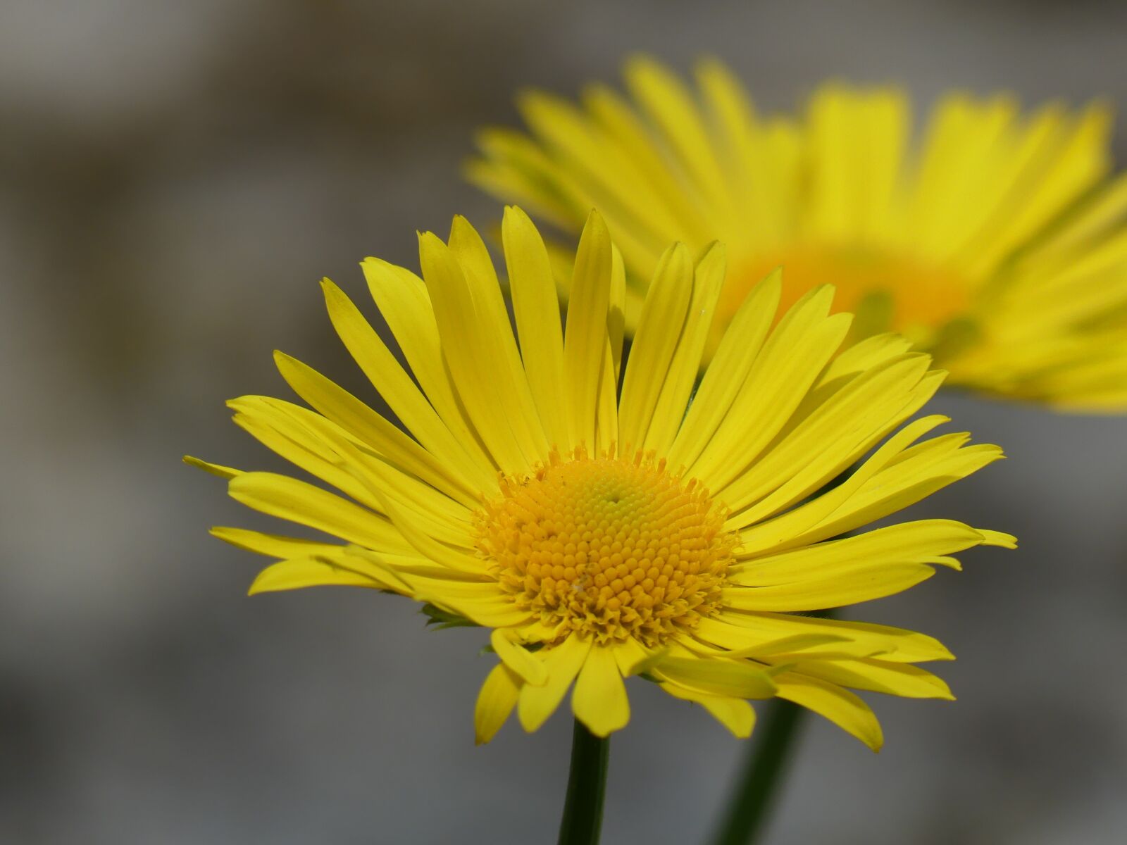 Panasonic Lumix DMC-FZ300 sample photo. Flower, margherita, yellow photography