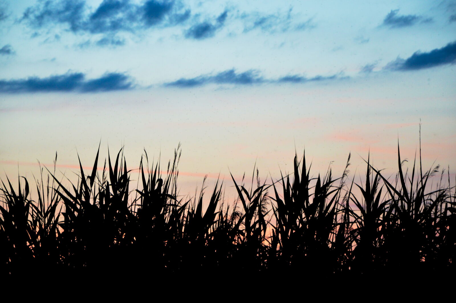 Nikon D3200 sample photo