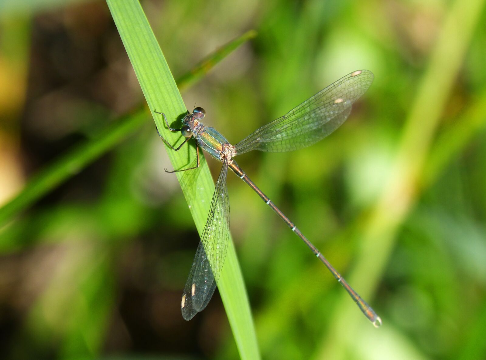 Panasonic DMC-FZ62 sample photo. Dragonfly, green dragonfly, leaf photography