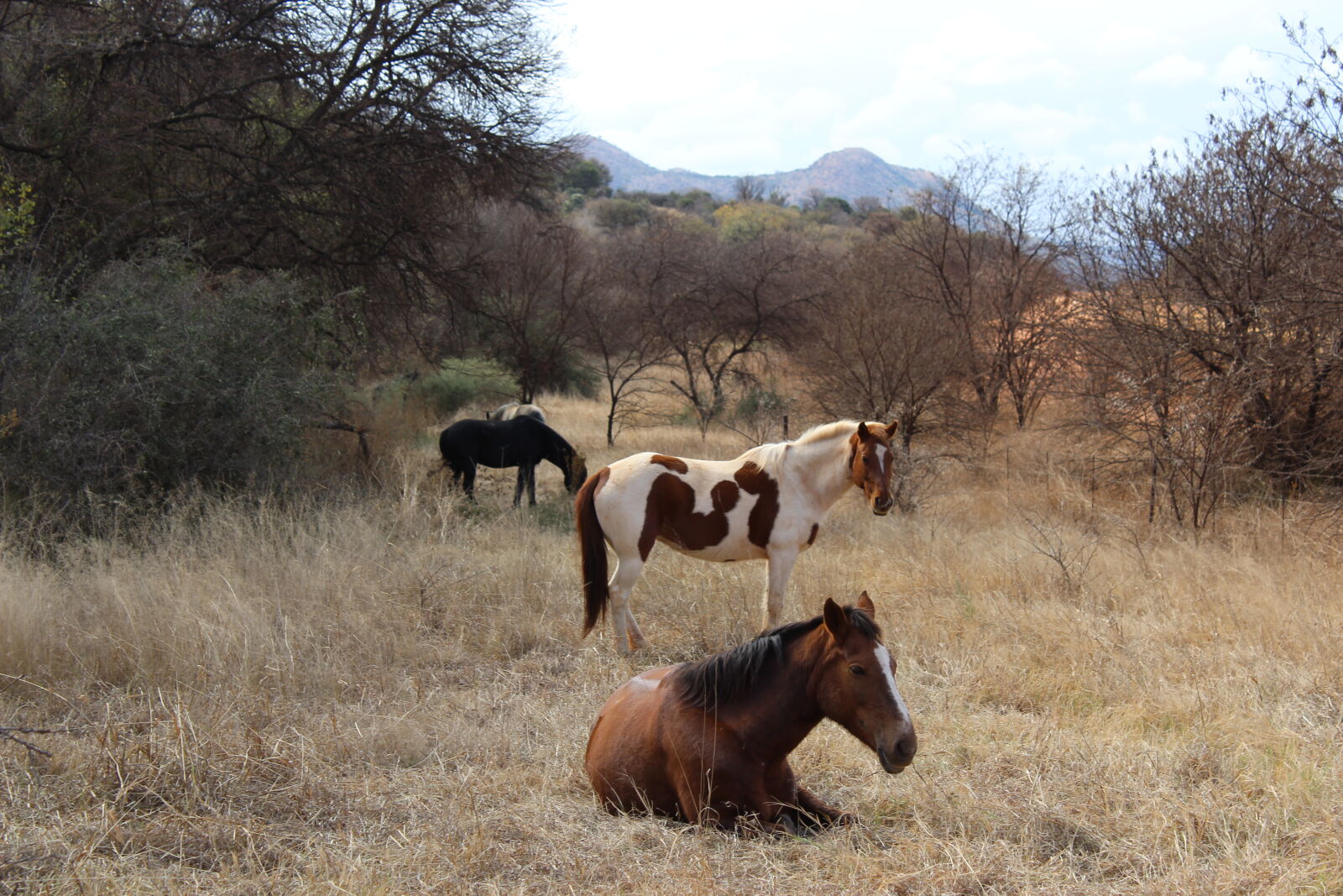 Canon EOS 1200D (EOS Rebel T5 / EOS Kiss X70 / EOS Hi) sample photo. Horse photography