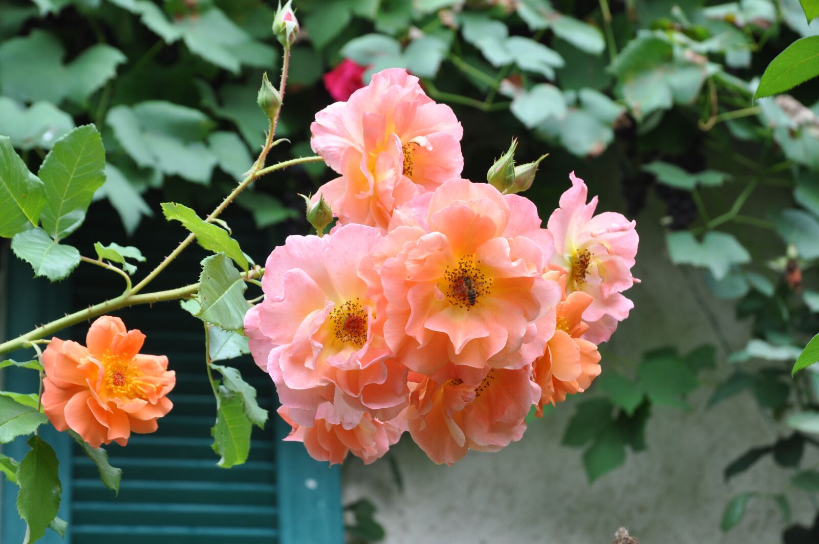 Nikon D90 sample photo. Flower, rose, rose blooms photography