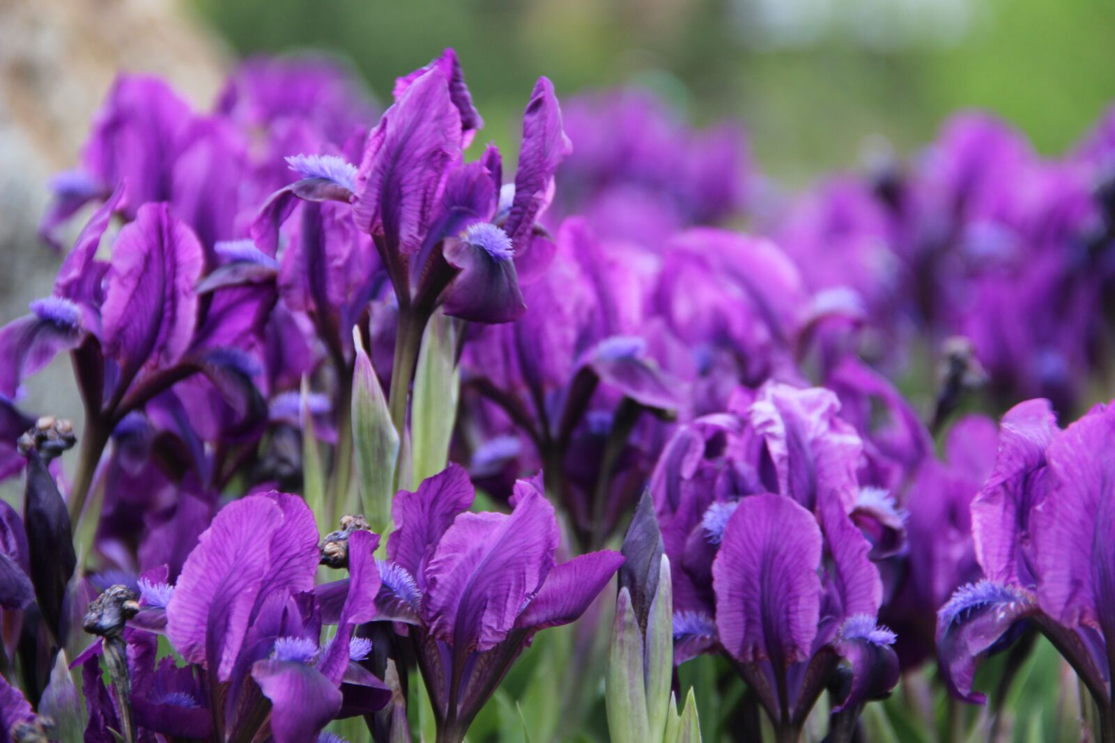 Canon EOS 600D (Rebel EOS T3i / EOS Kiss X5) sample photo. Irises, flowers photography