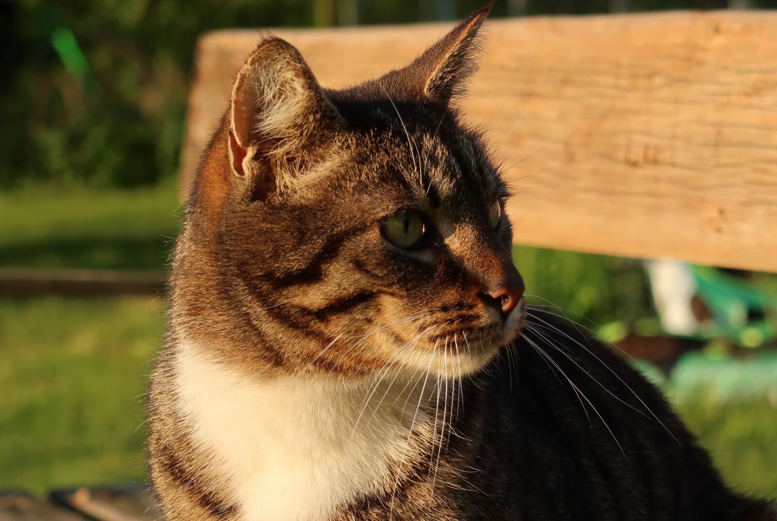 Canon PowerShot G7 X Mark II sample photo. Cat, garden, domestic cat photography