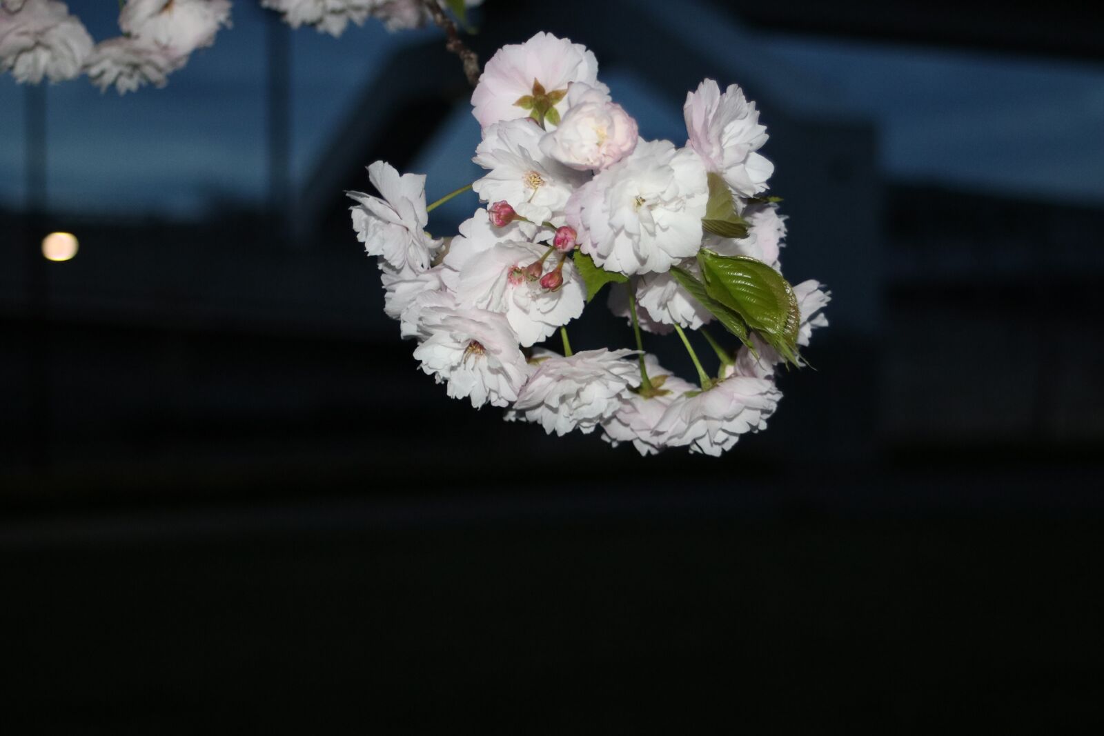 Canon EF 28-80mm f/3.5-5.6 sample photo. Sakura, cherry, night photography