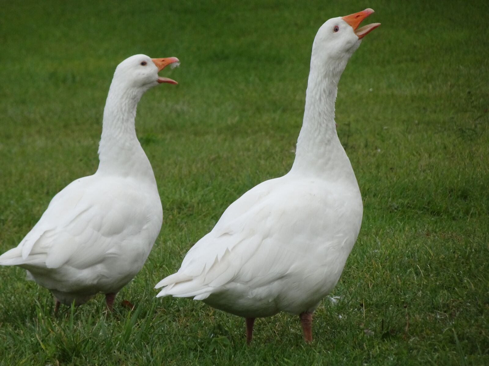Sony Cyber-shot DSC-HX90V sample photo. Geese, birds, white color photography
