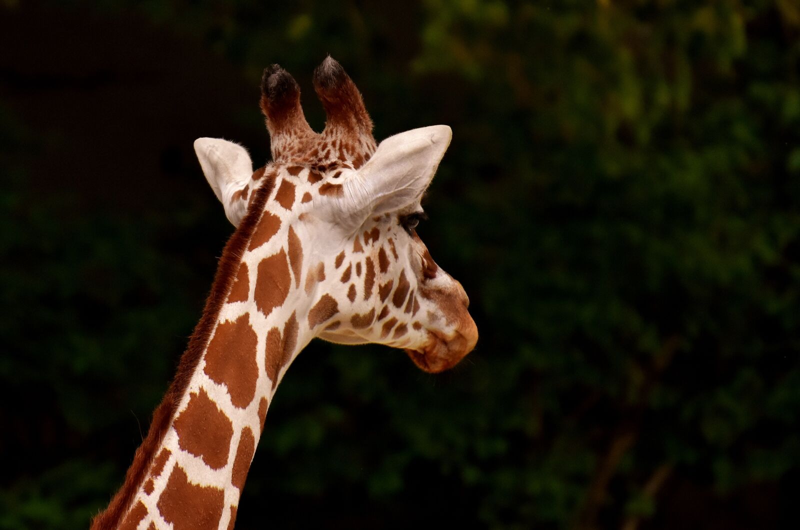 Nikon D7200 sample photo. Giraffe, zoo, animal photography
