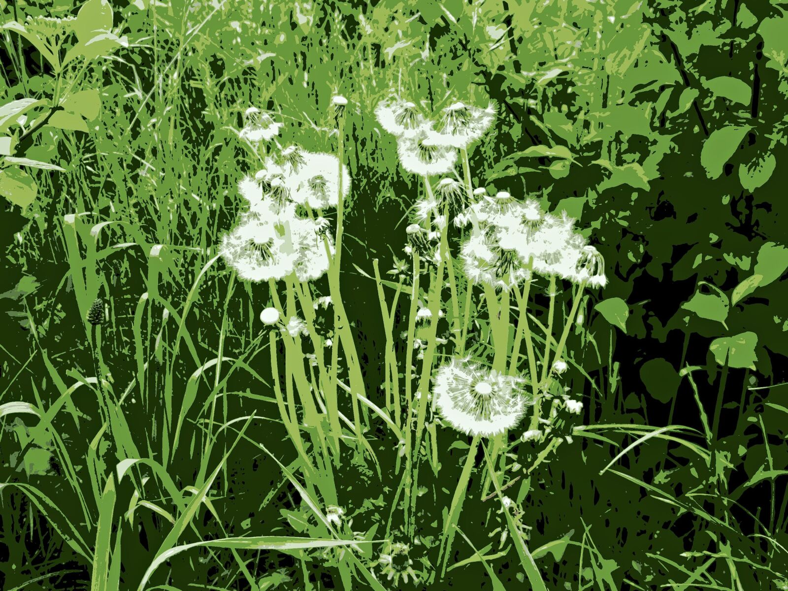 Kodak EASYSHARE C195 DIGITAL CAMERA sample photo. Dandelions, meadow, green photography