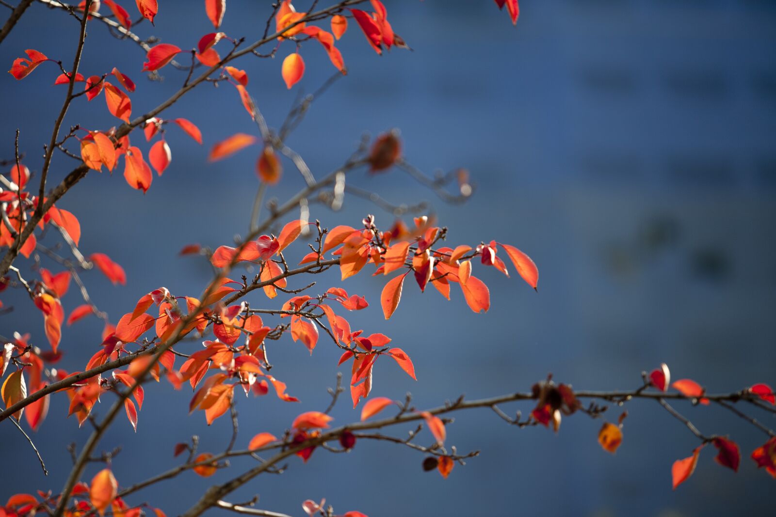 Canon EOS 5D sample photo. Autumn leaves, autumn, leaves photography