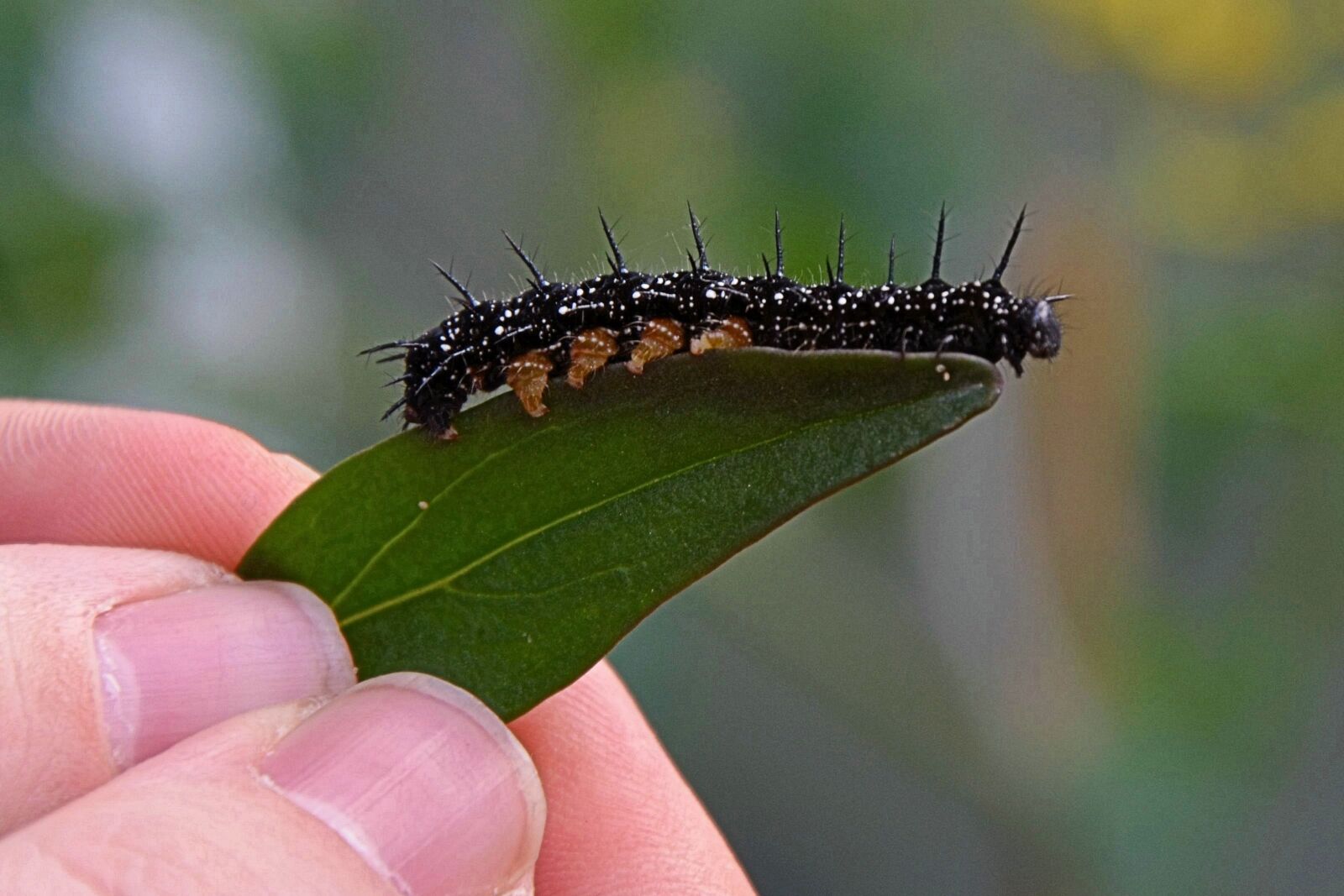 Nikon D5100 sample photo. Caterpillar, leaf, nature photography