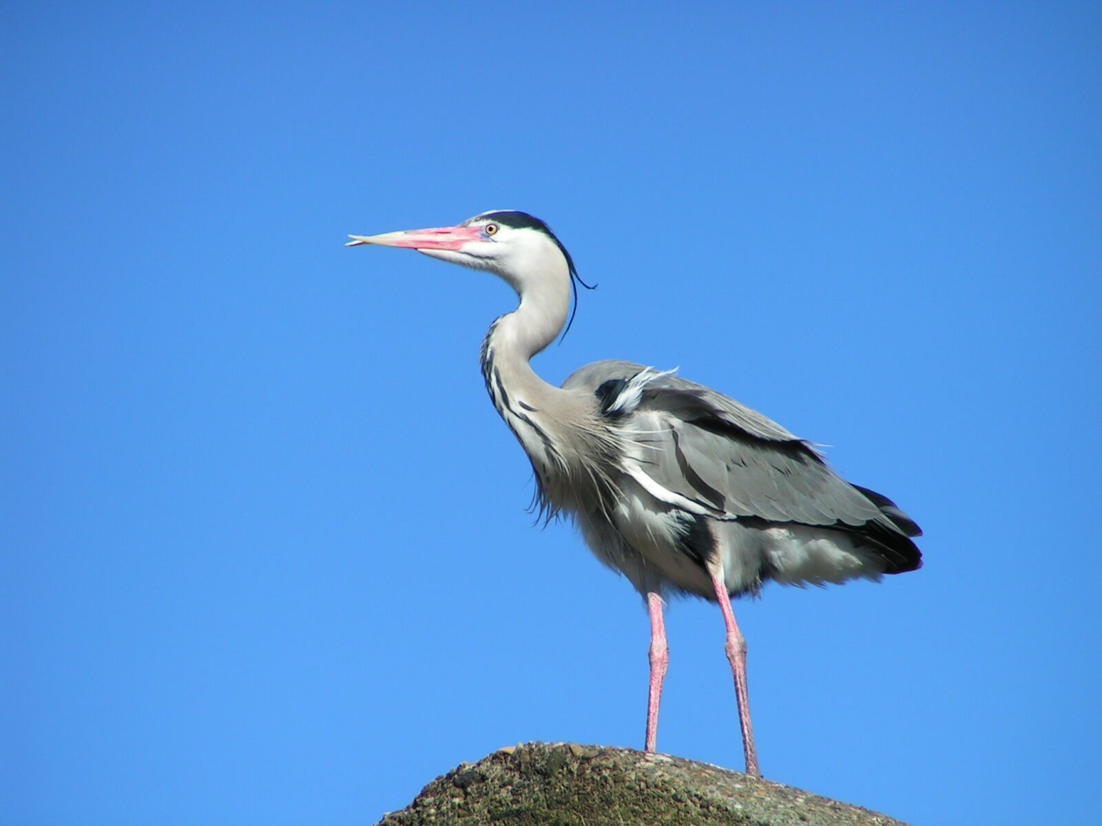 KONICA MINOLTA DiMAGE Z1 sample photo. Heron, bird, nature photography