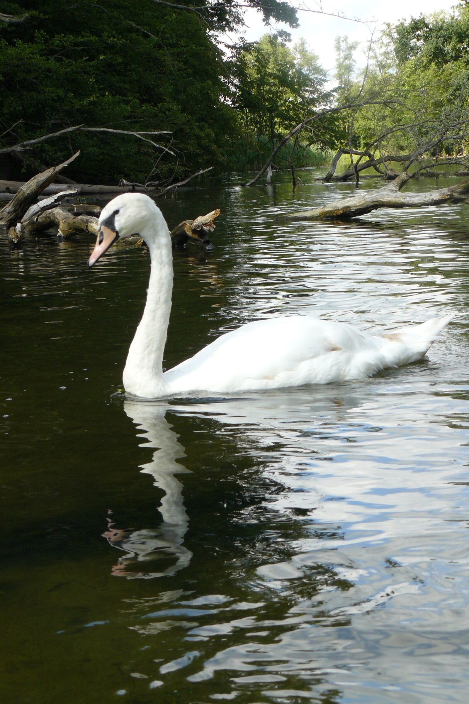 Panasonic DMC-FZ8 sample photo. Swan, river, rafting photography