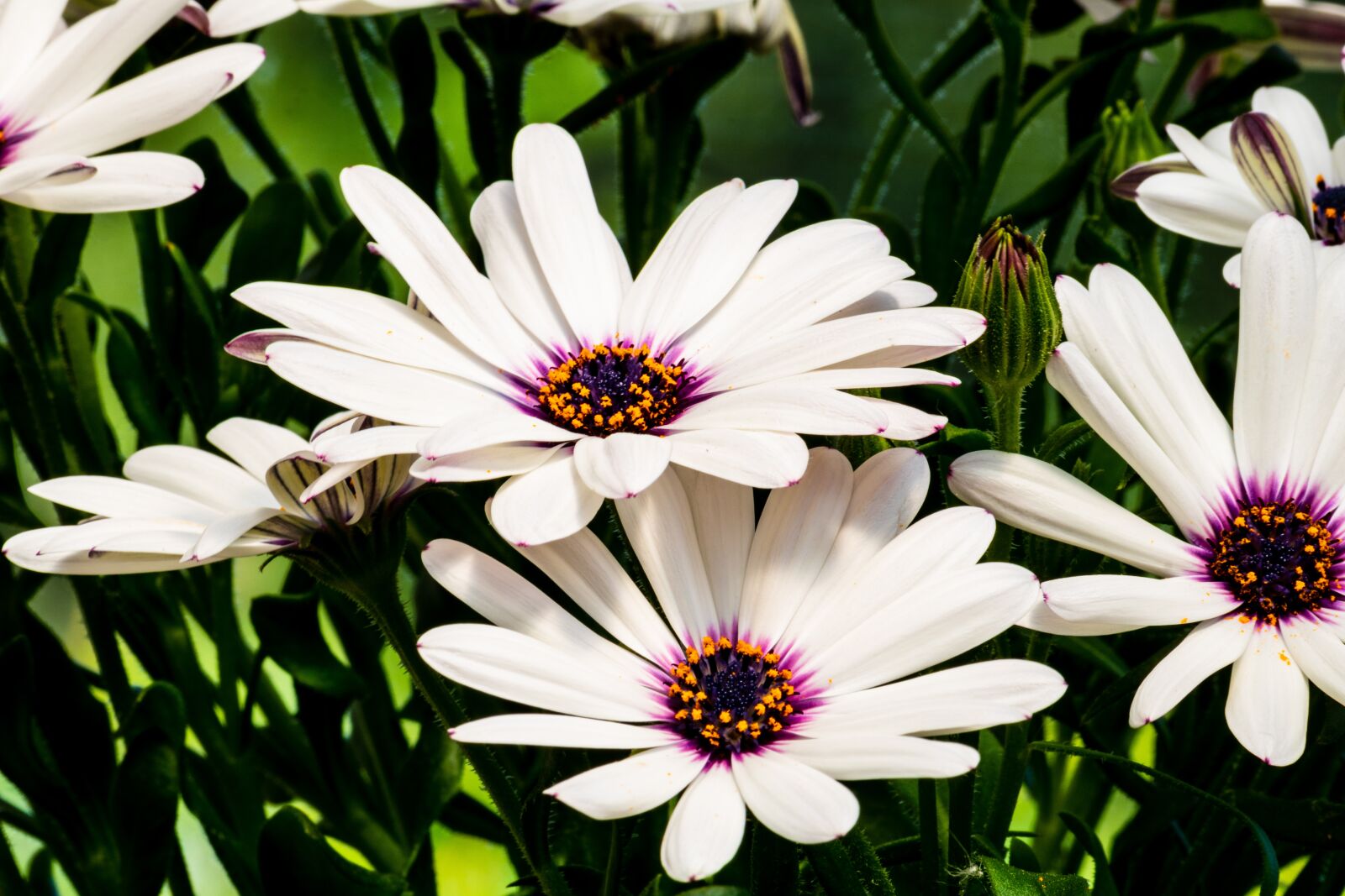 Canon EOS 750D (EOS Rebel T6i / EOS Kiss X8i) sample photo. White, yellow, pink photography